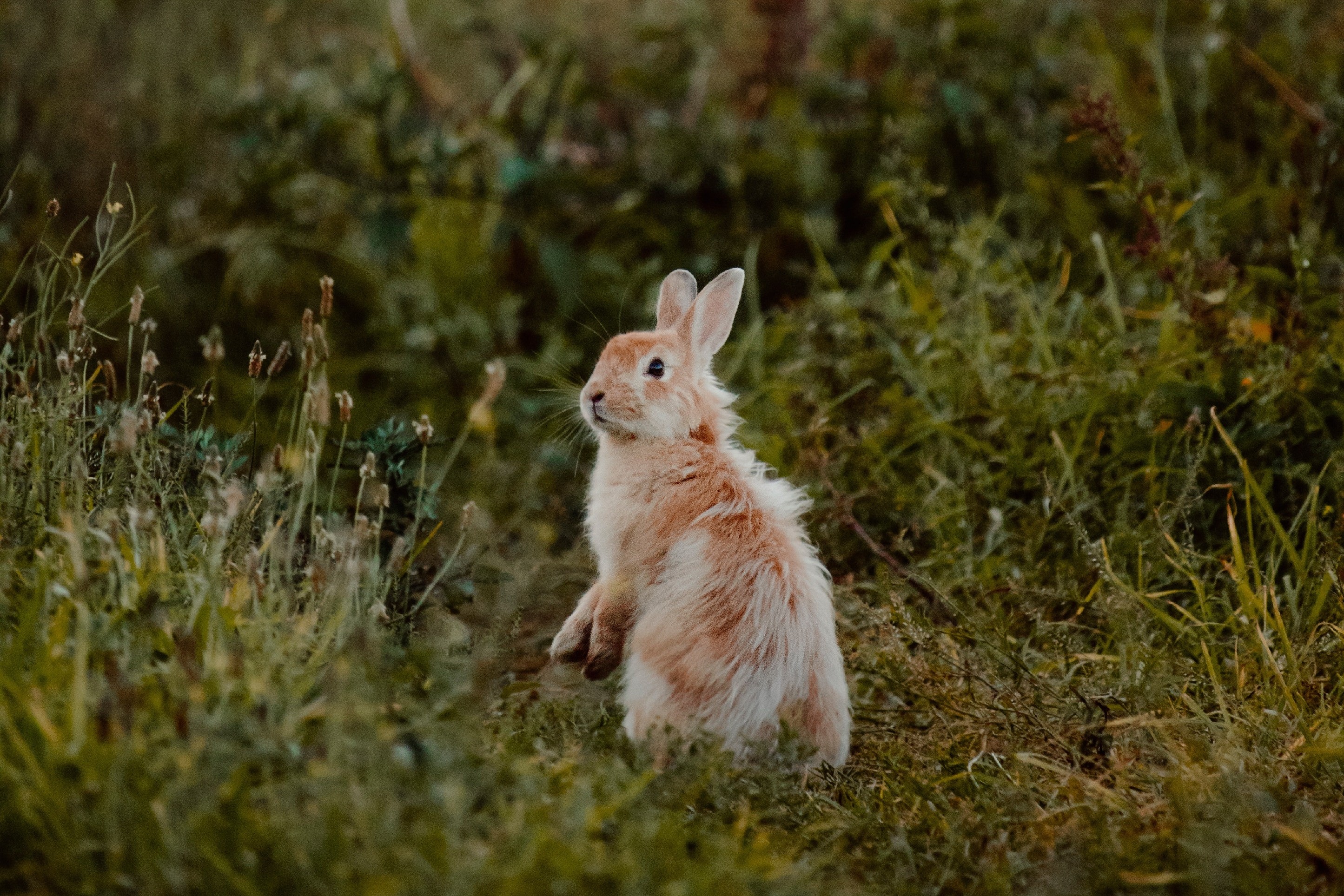 rabbit pausing in grass