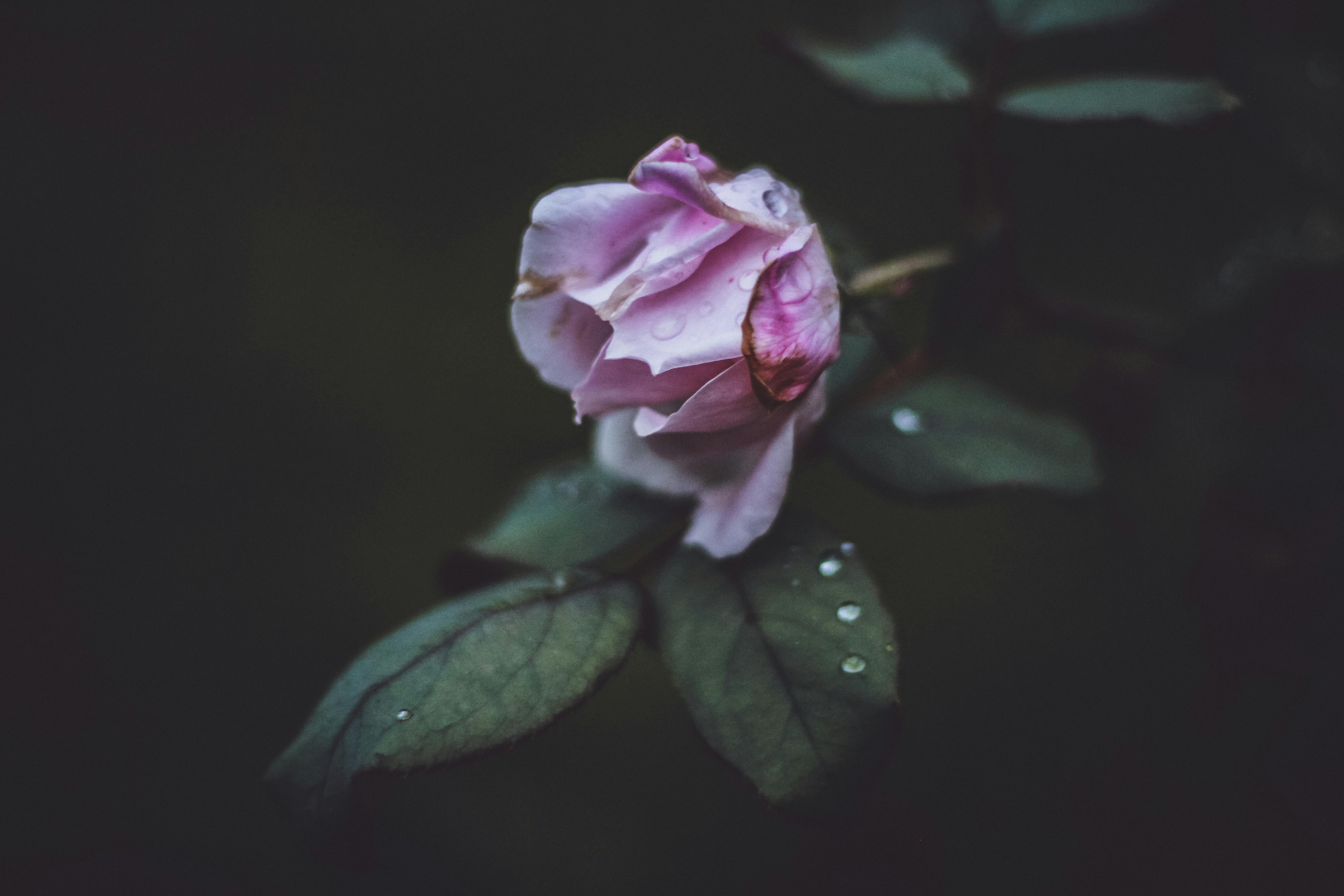 wilting pink flower in the rain