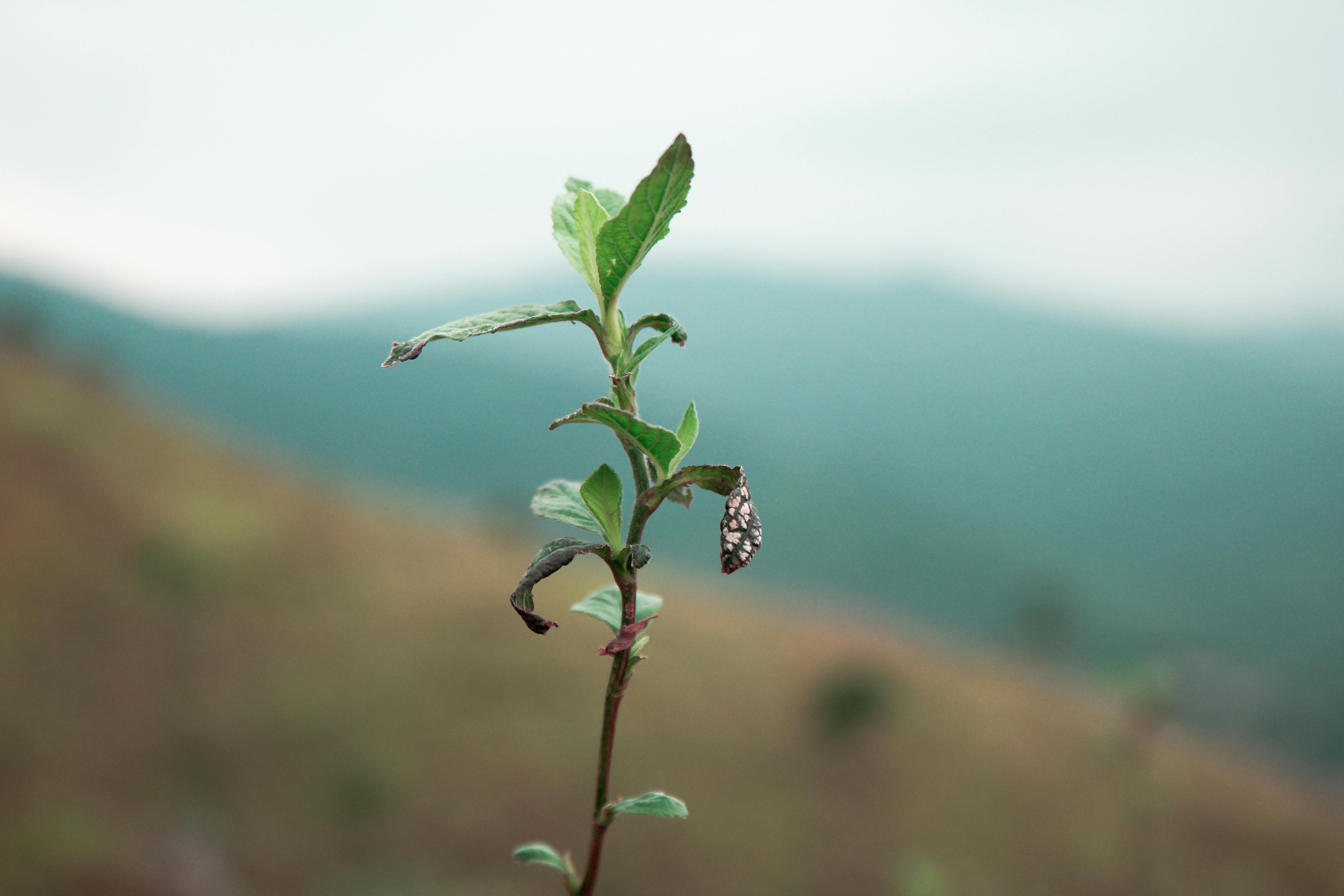 chrysalis hanging off lone green tendril with mountains in background