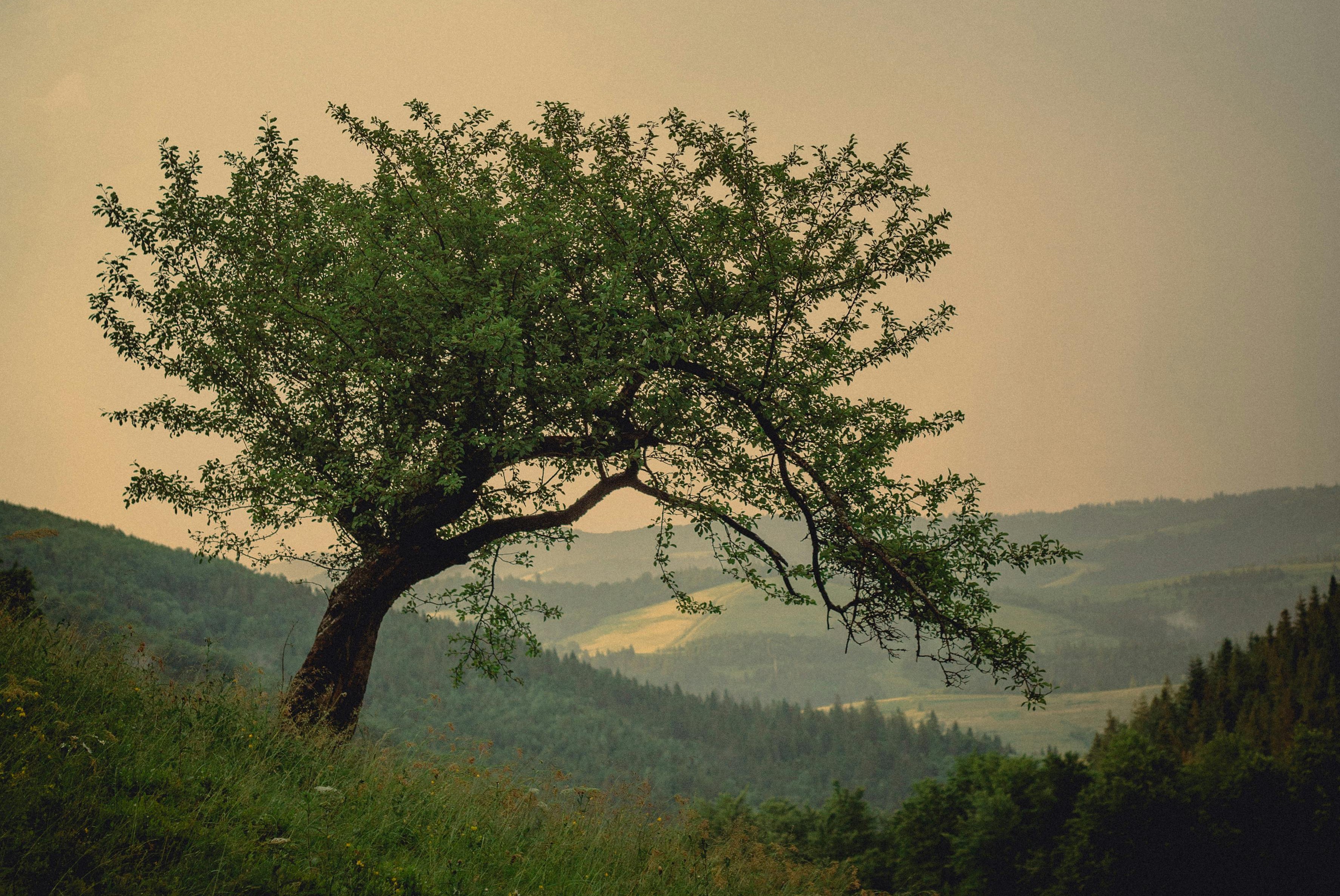 a tree leaning on a hillside in golden sunset