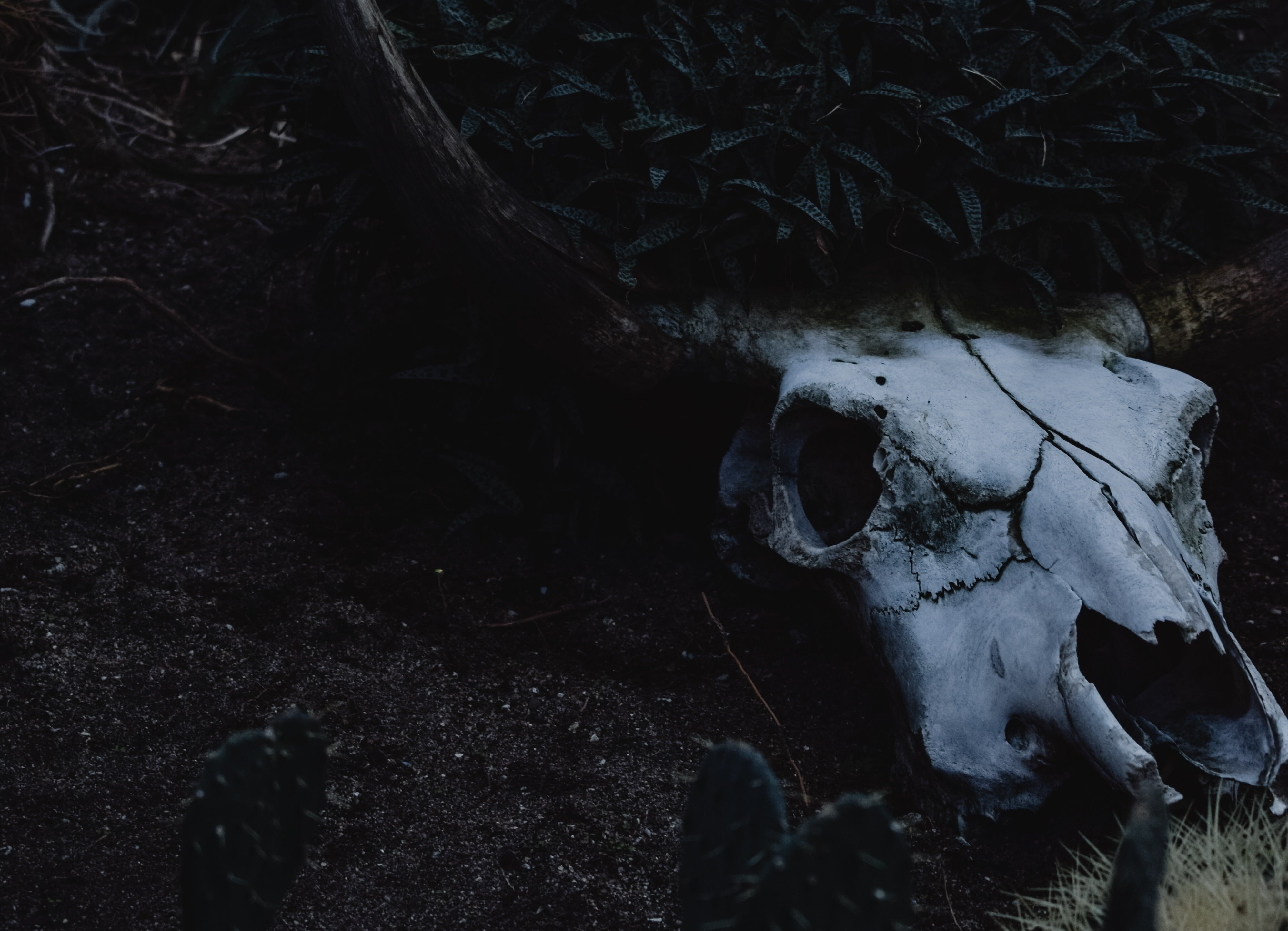 white bull skull on dark natural background