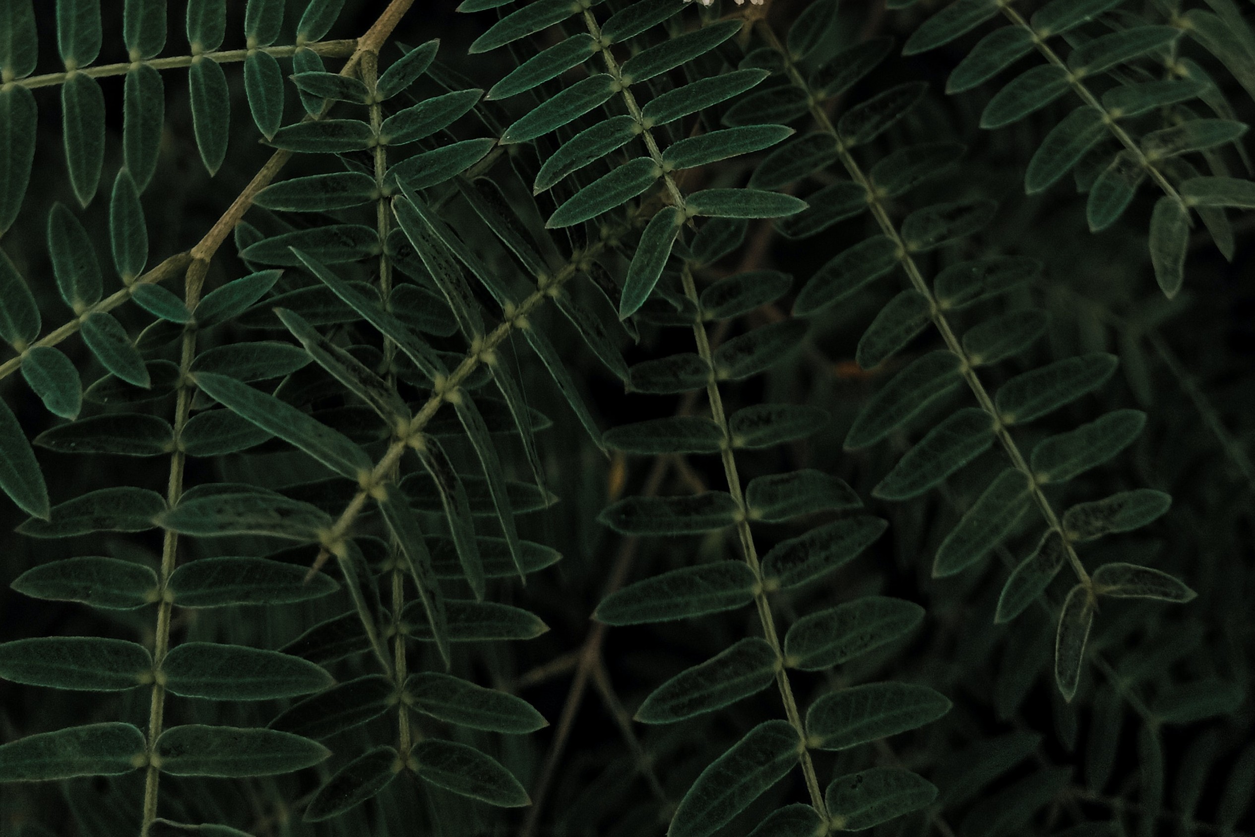 tamarind leaves