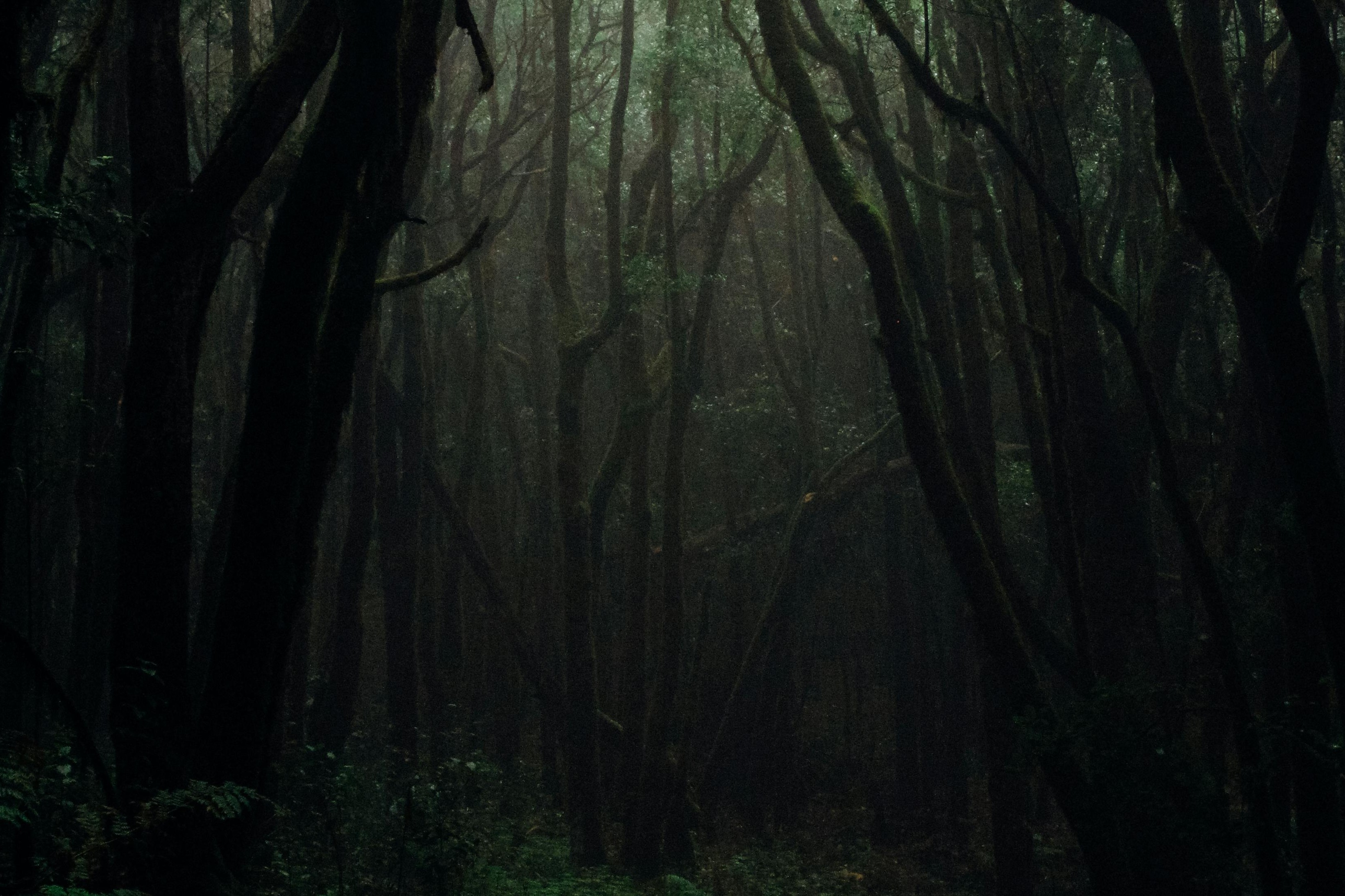 dark green tangled forest