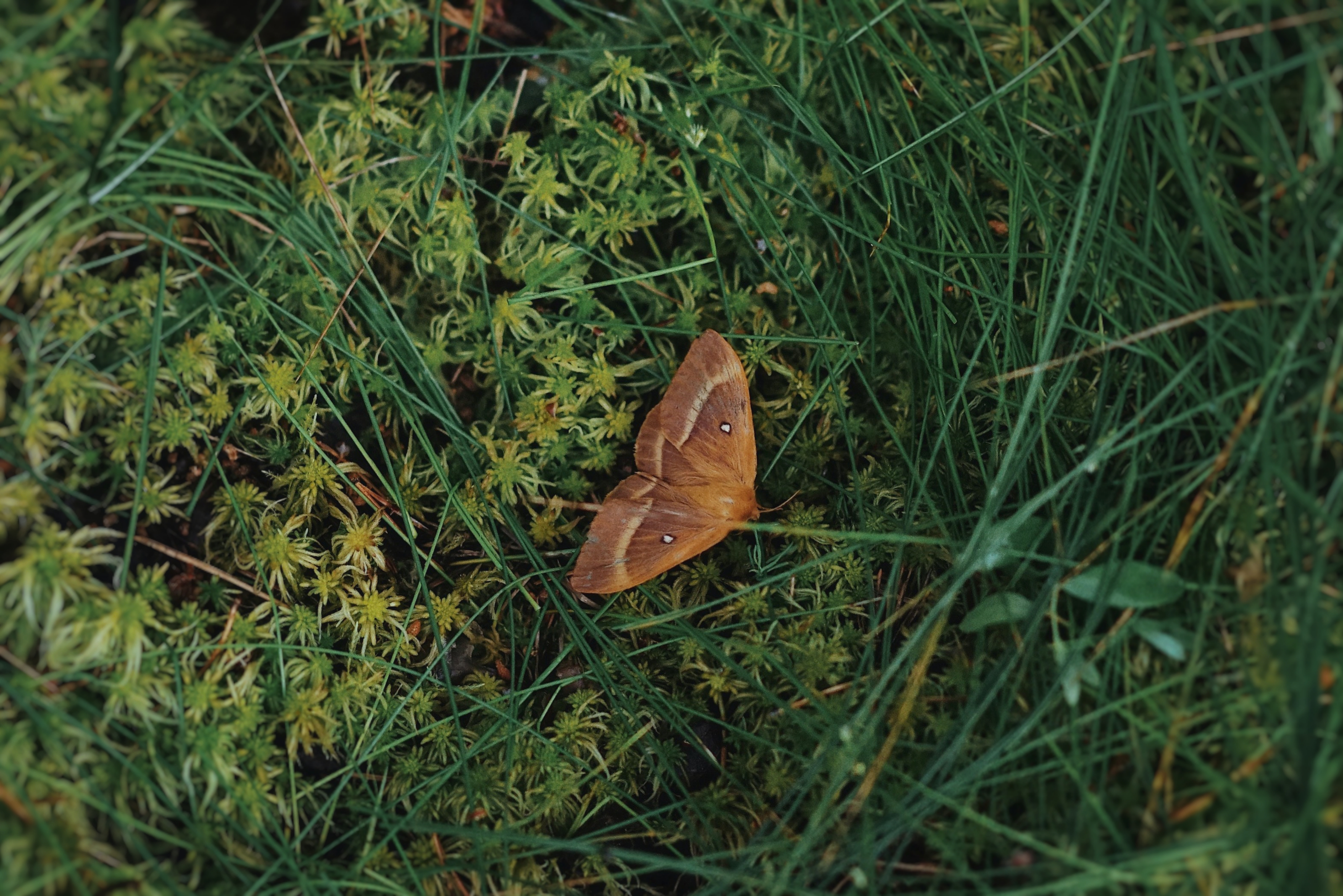 brown moth on grass