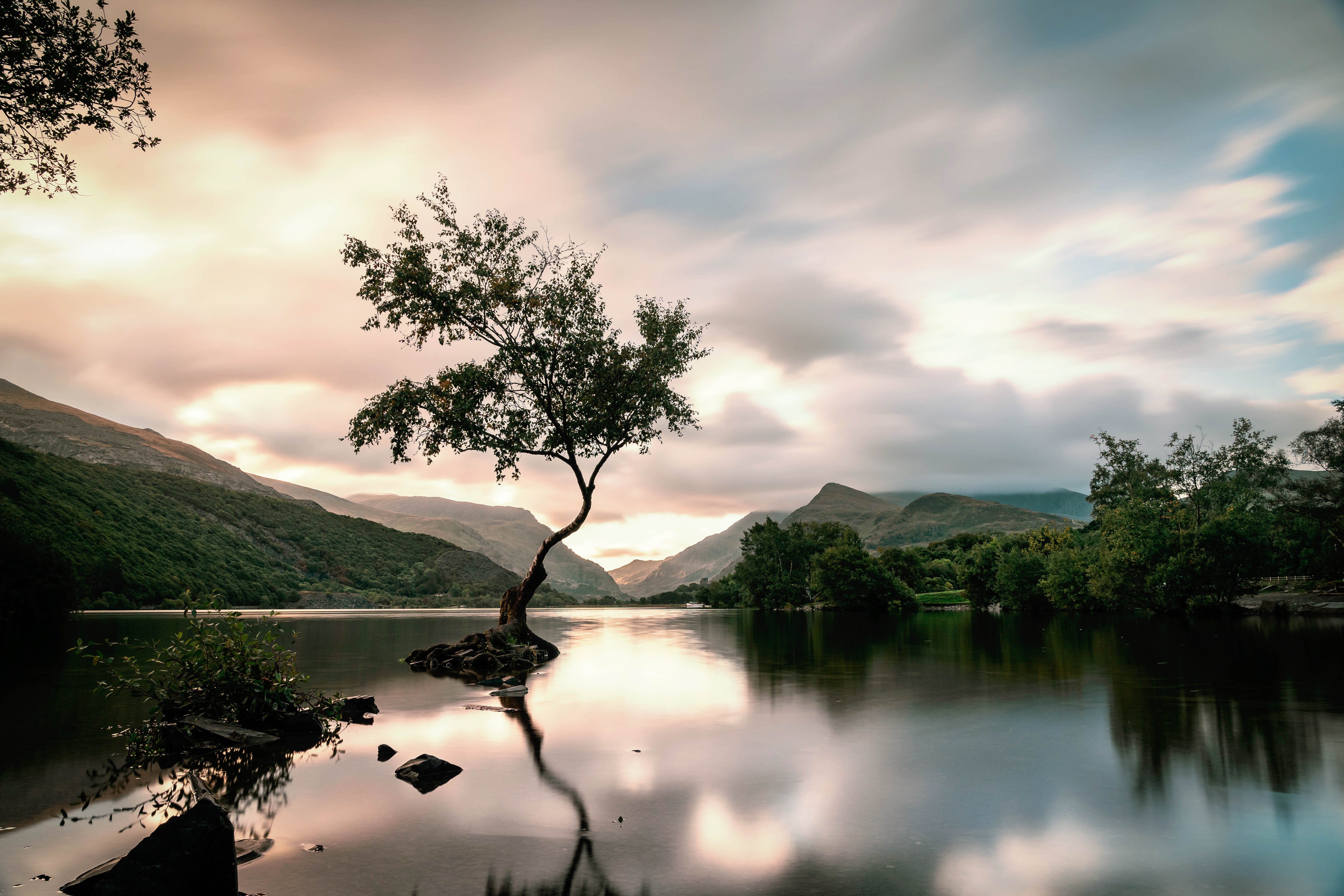 tree and water in wales