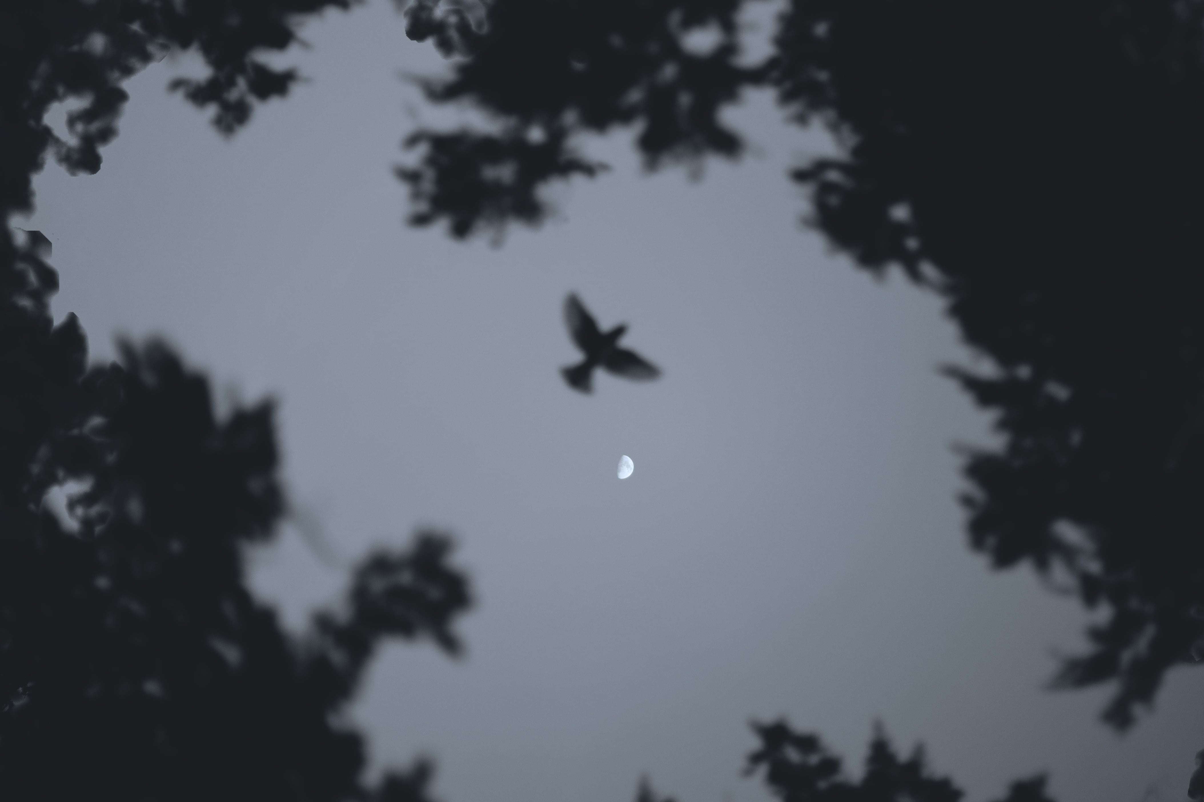 dark bird against moonlit sky