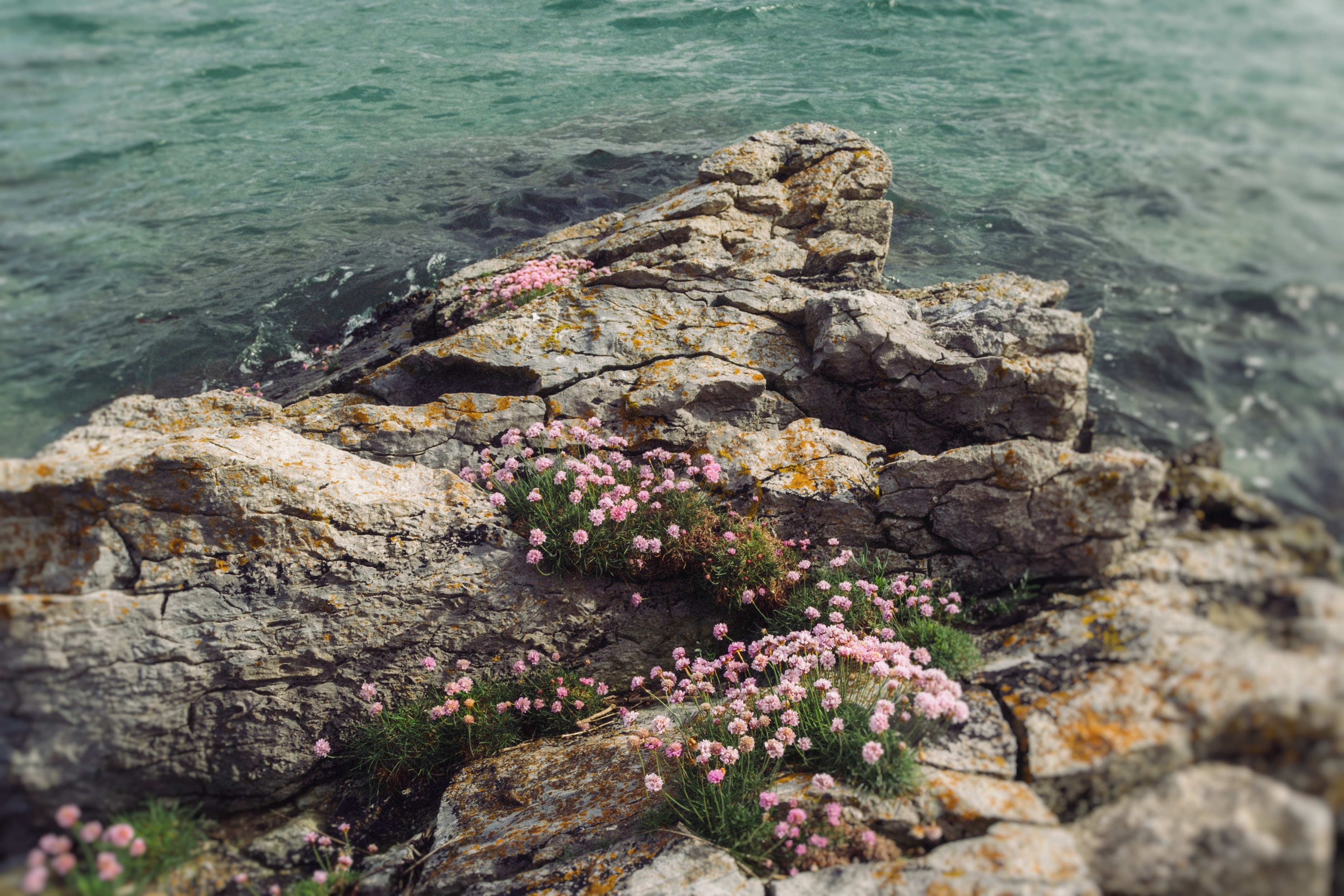 irish shoreline with rocks and flowers