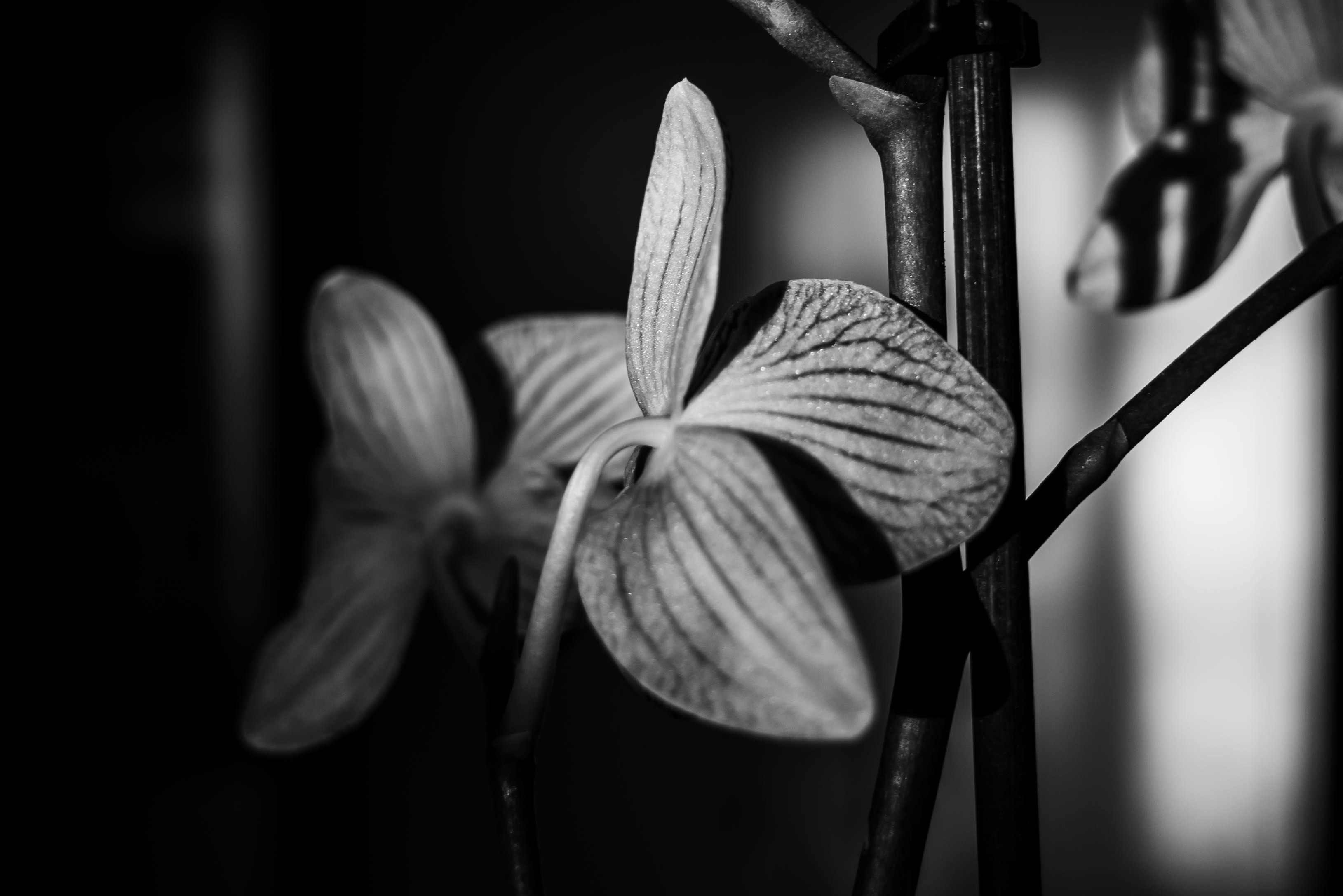 b&w orchids