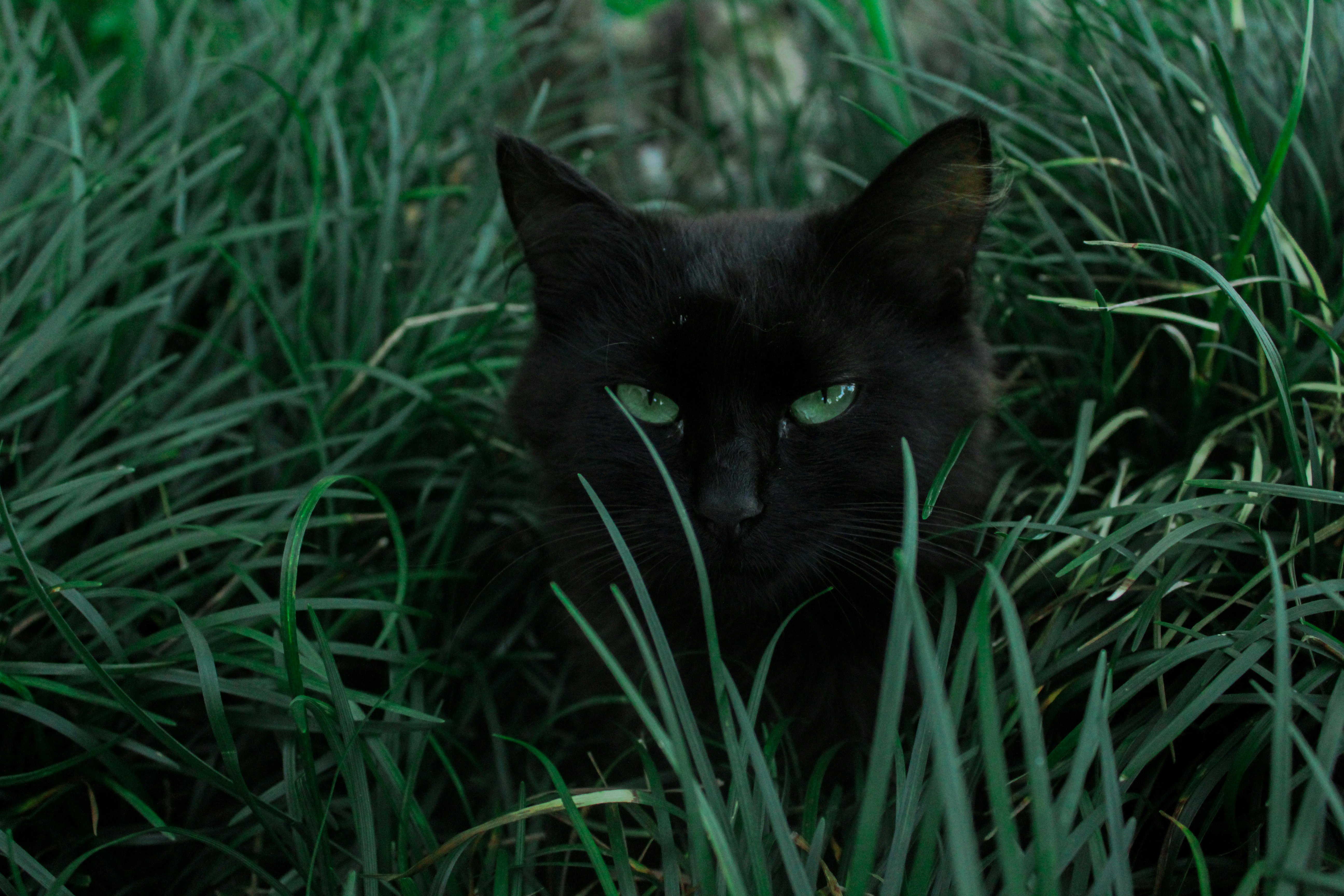 black cat in green grass