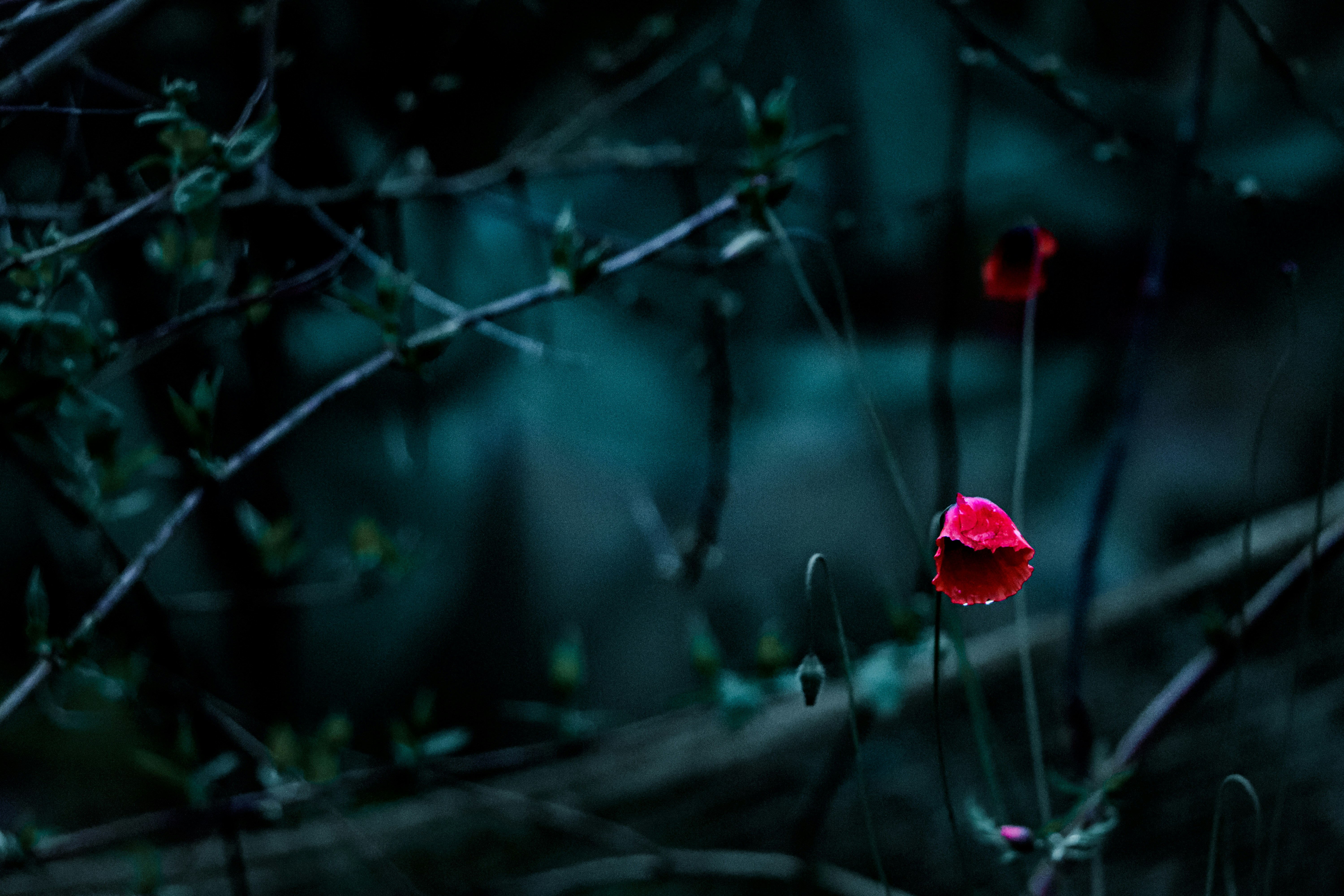 wilting red flowers on dark vegetative background