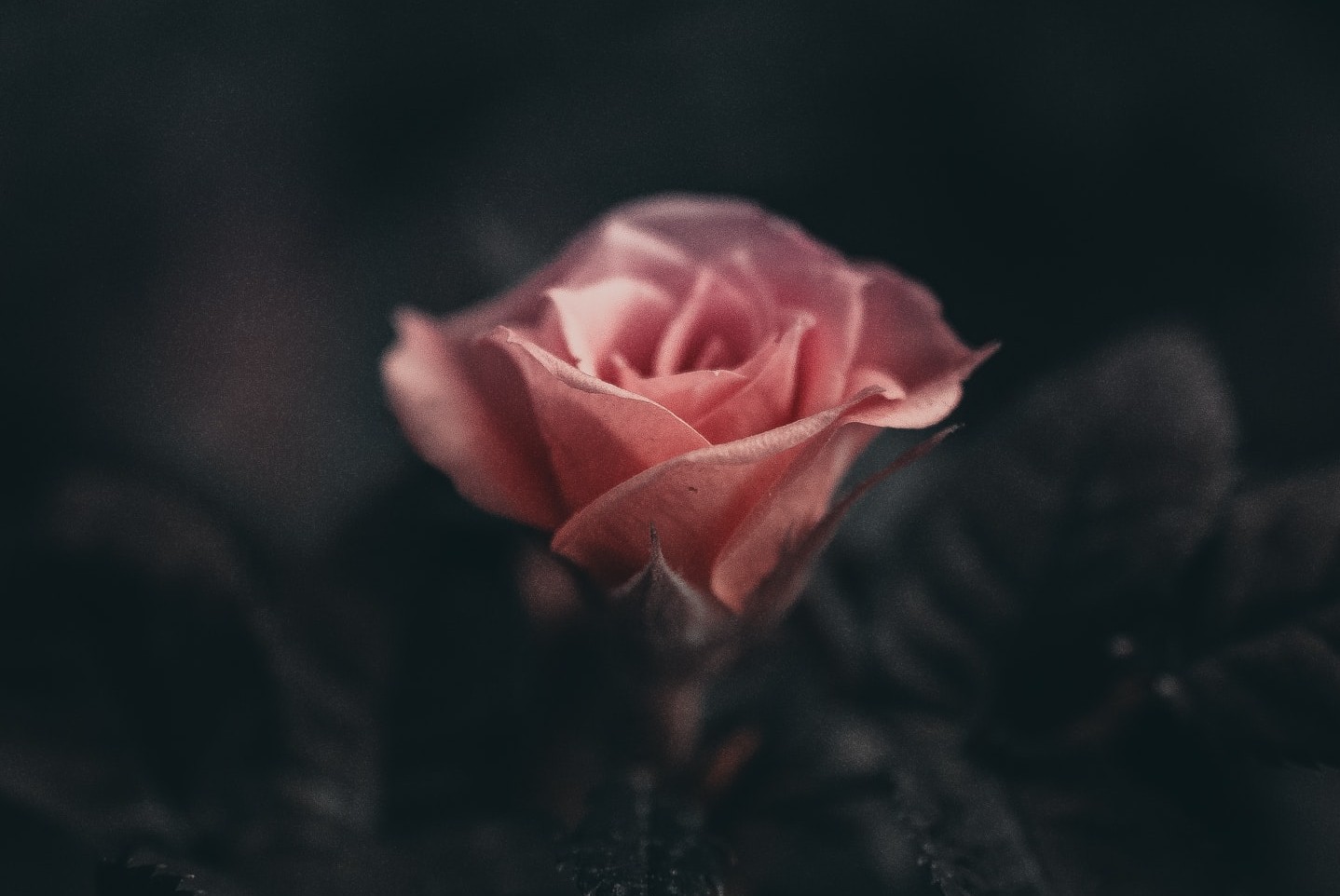 pink rose blooming on dark background