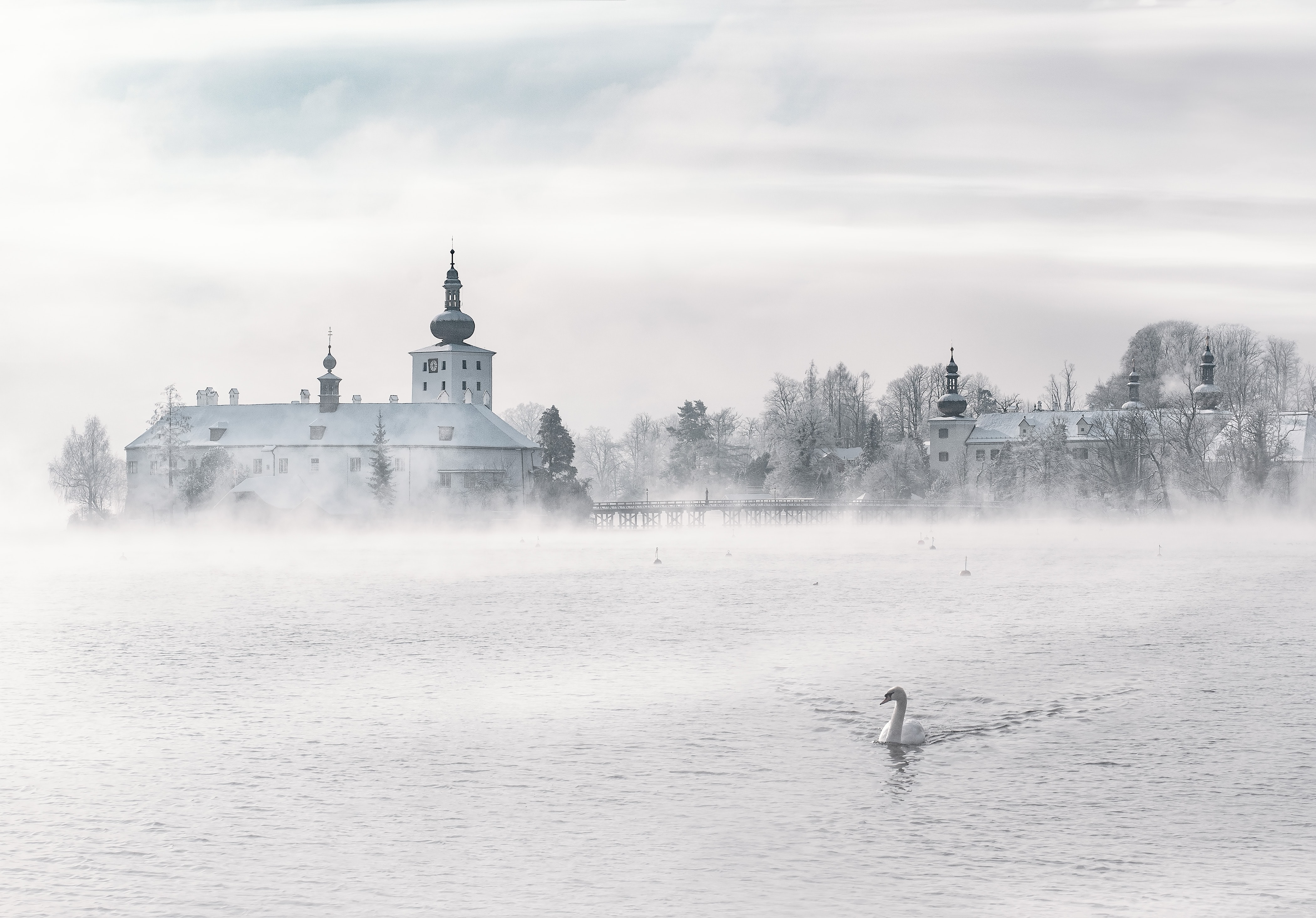 swan in fog in front of old buildings