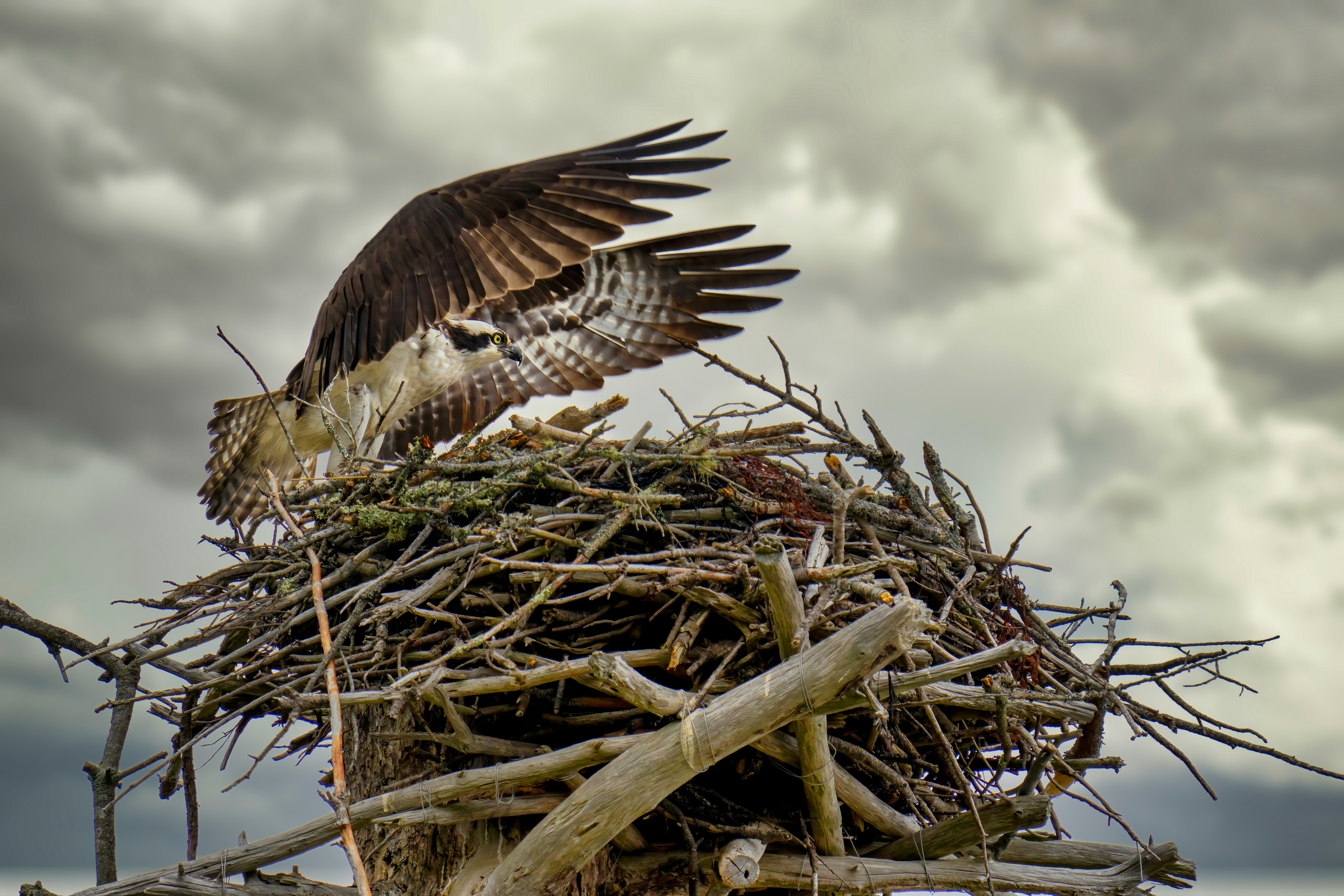 large bird landing on its nest