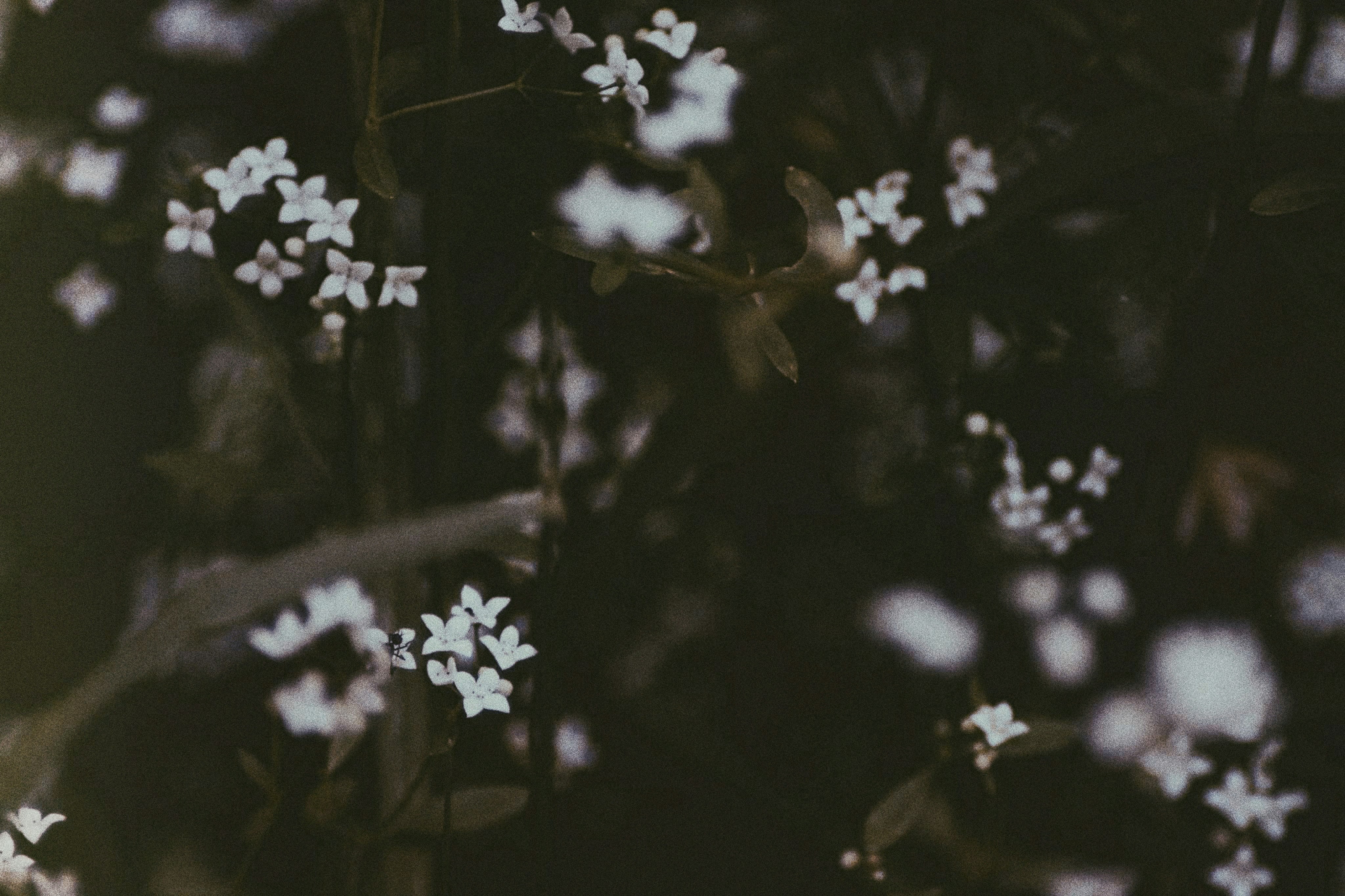 small white flowers against dark background