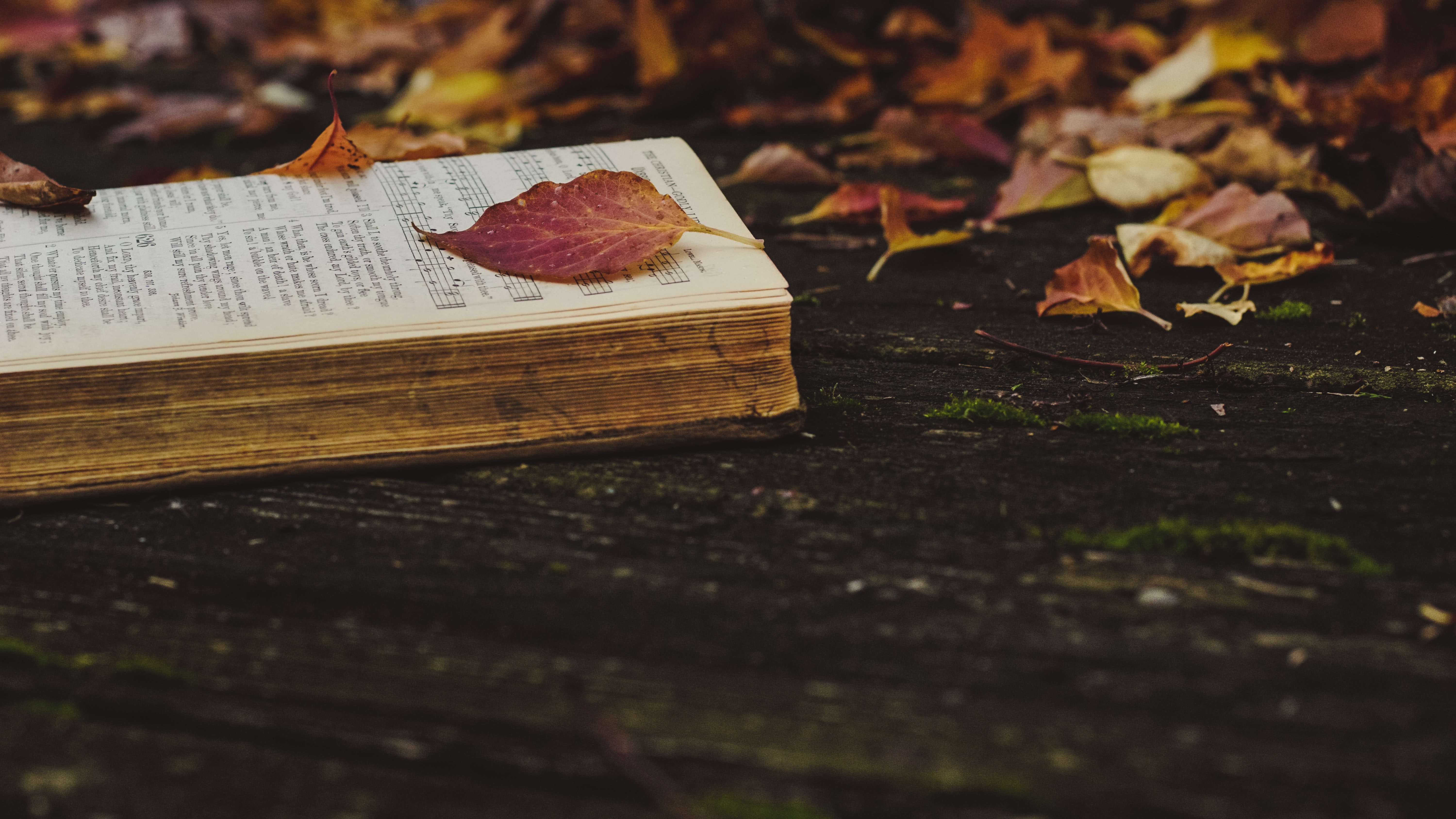 an open book and autumn leaves