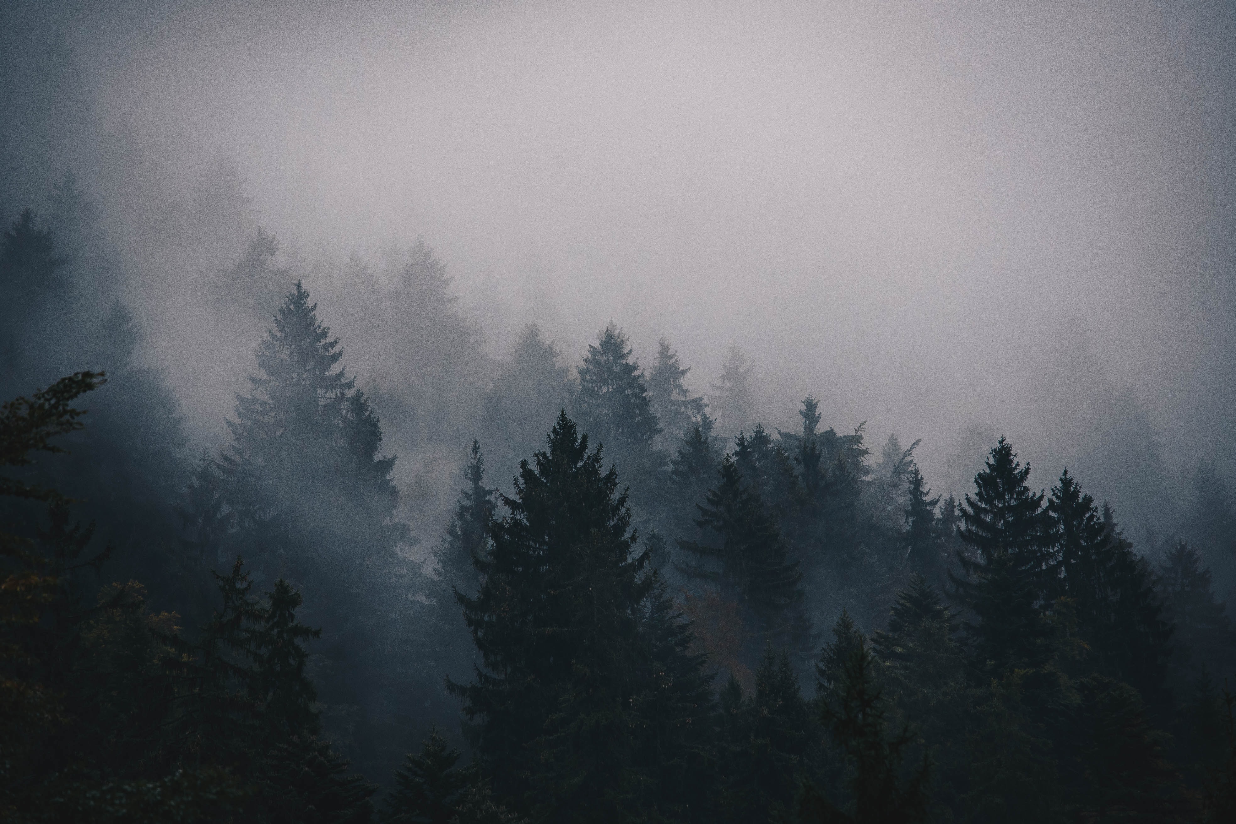 dark misty pine forest