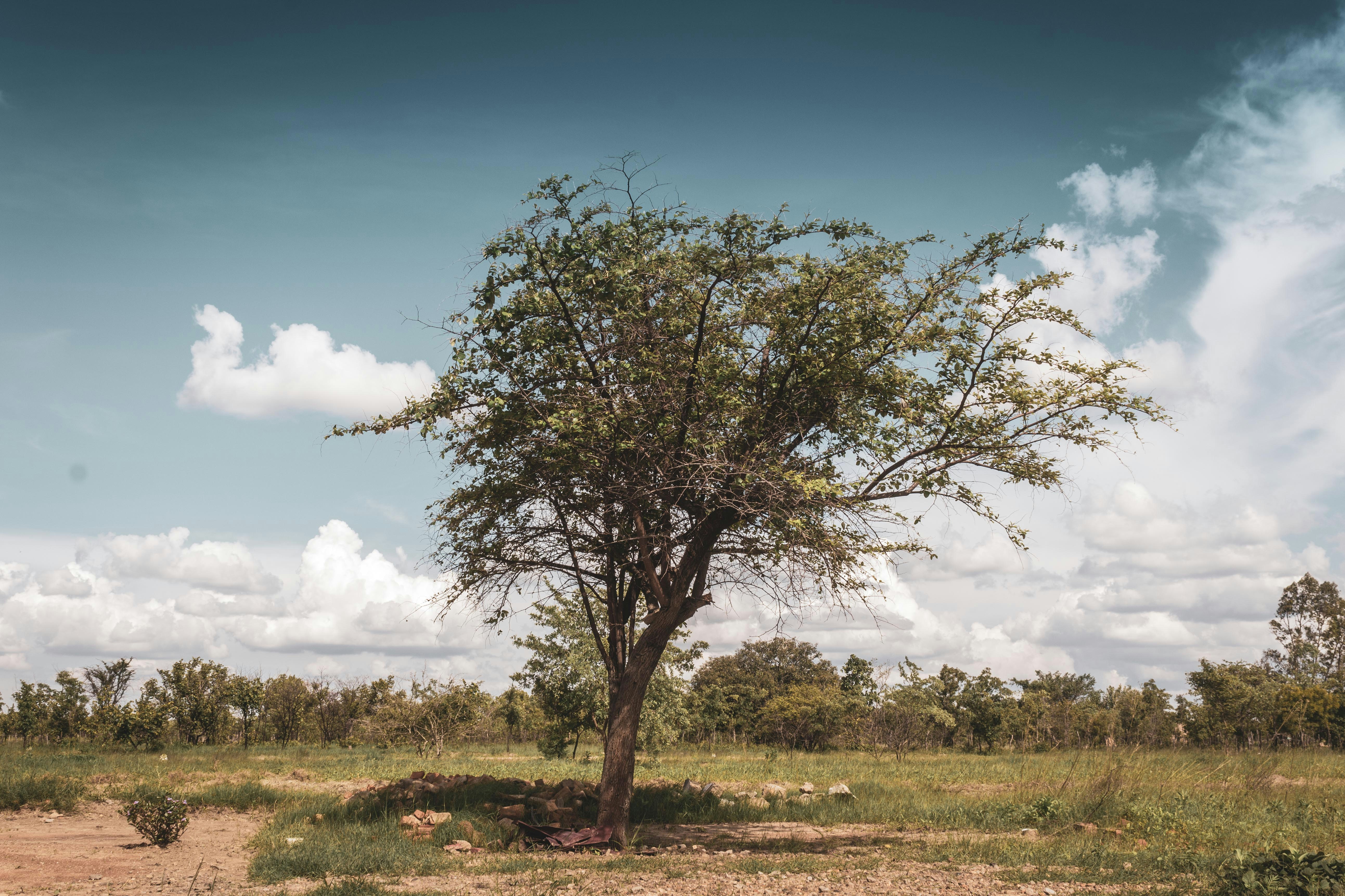 tree against landscape in zimbabwe
