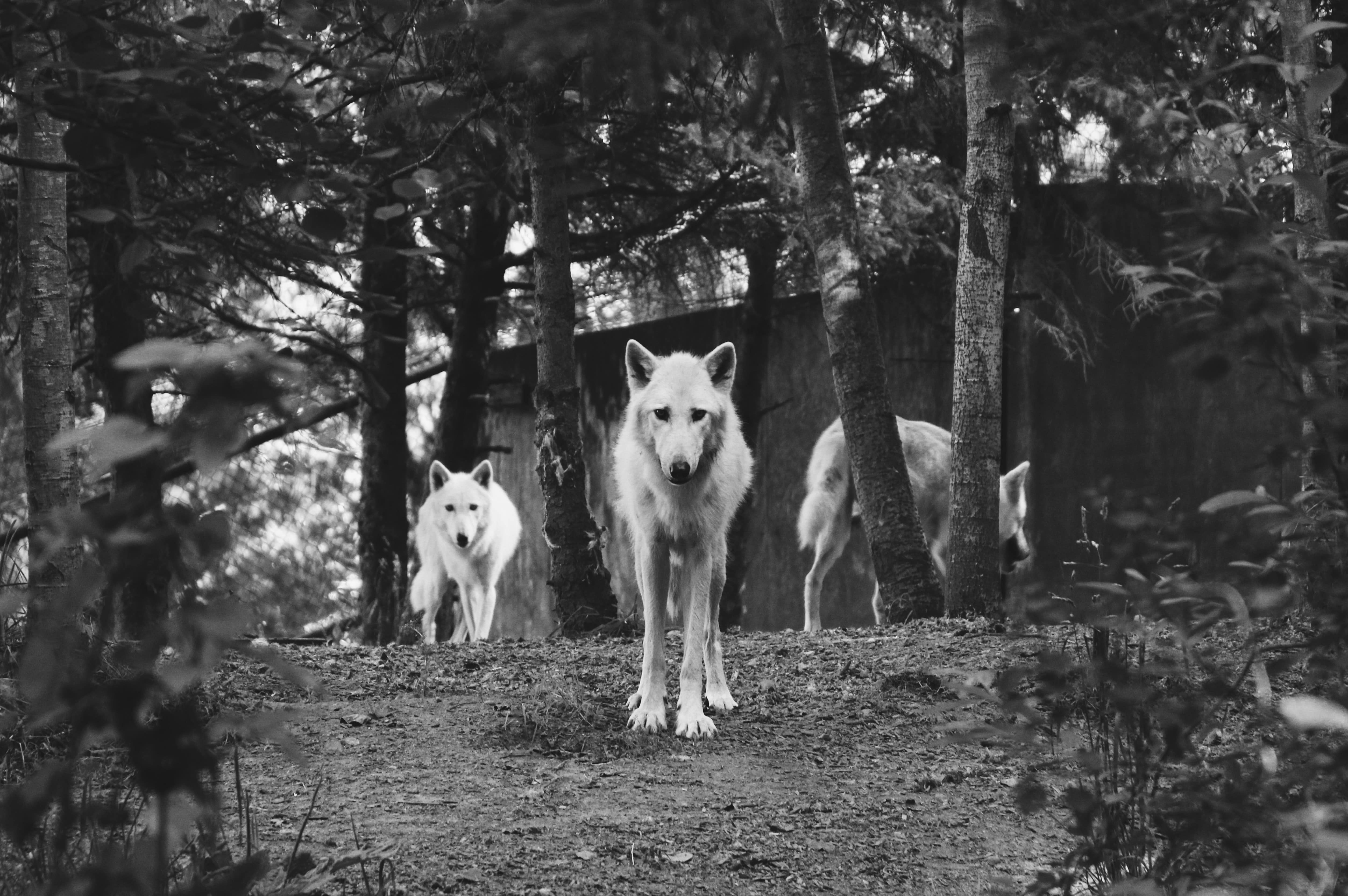 wolf pack watching from distance