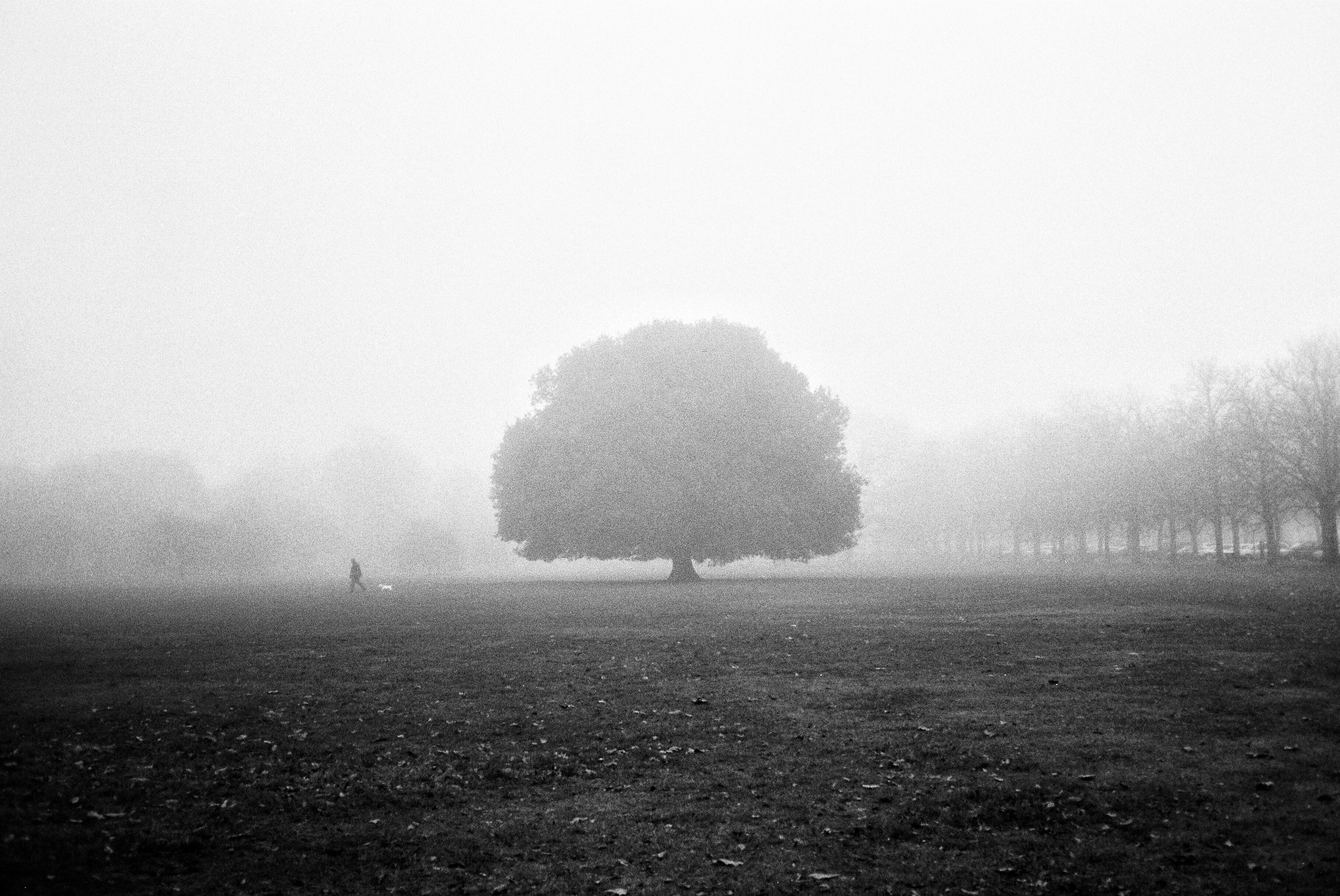 large tree at center of black and white photo