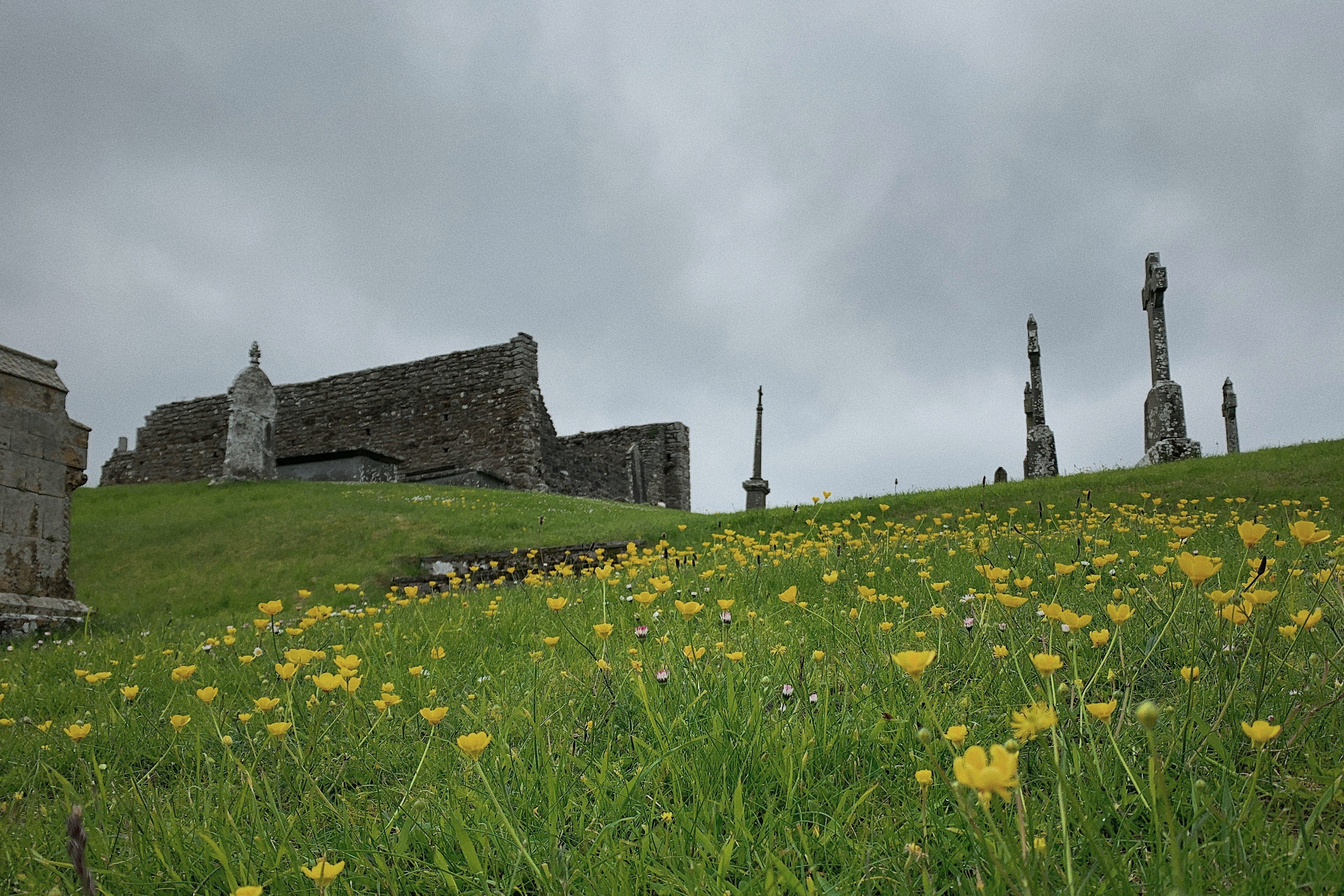 irish countryside with buildings and flowers against sky