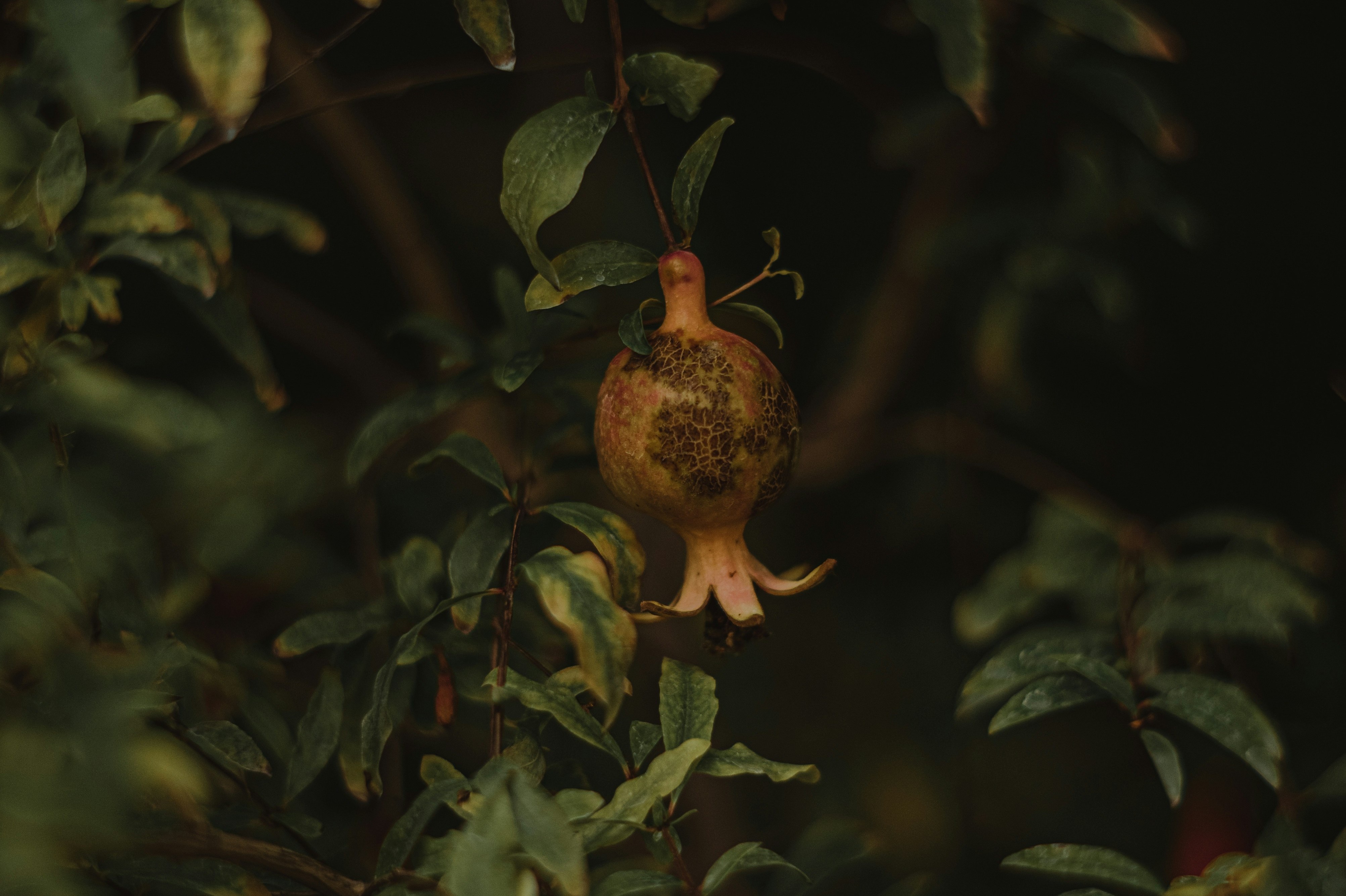 small browning fruit among dark foliage