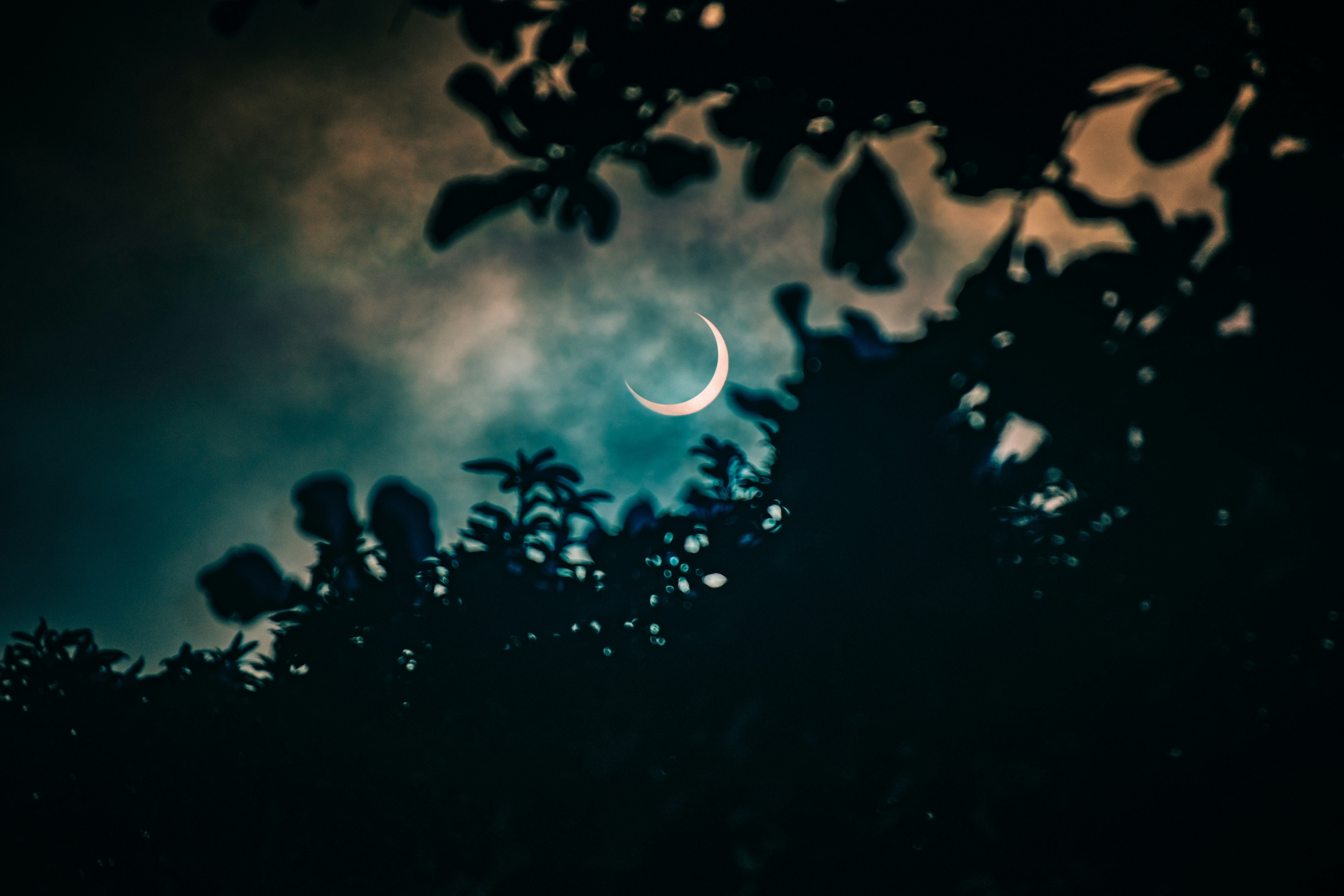 moon breaking through cloudy night sky between trees