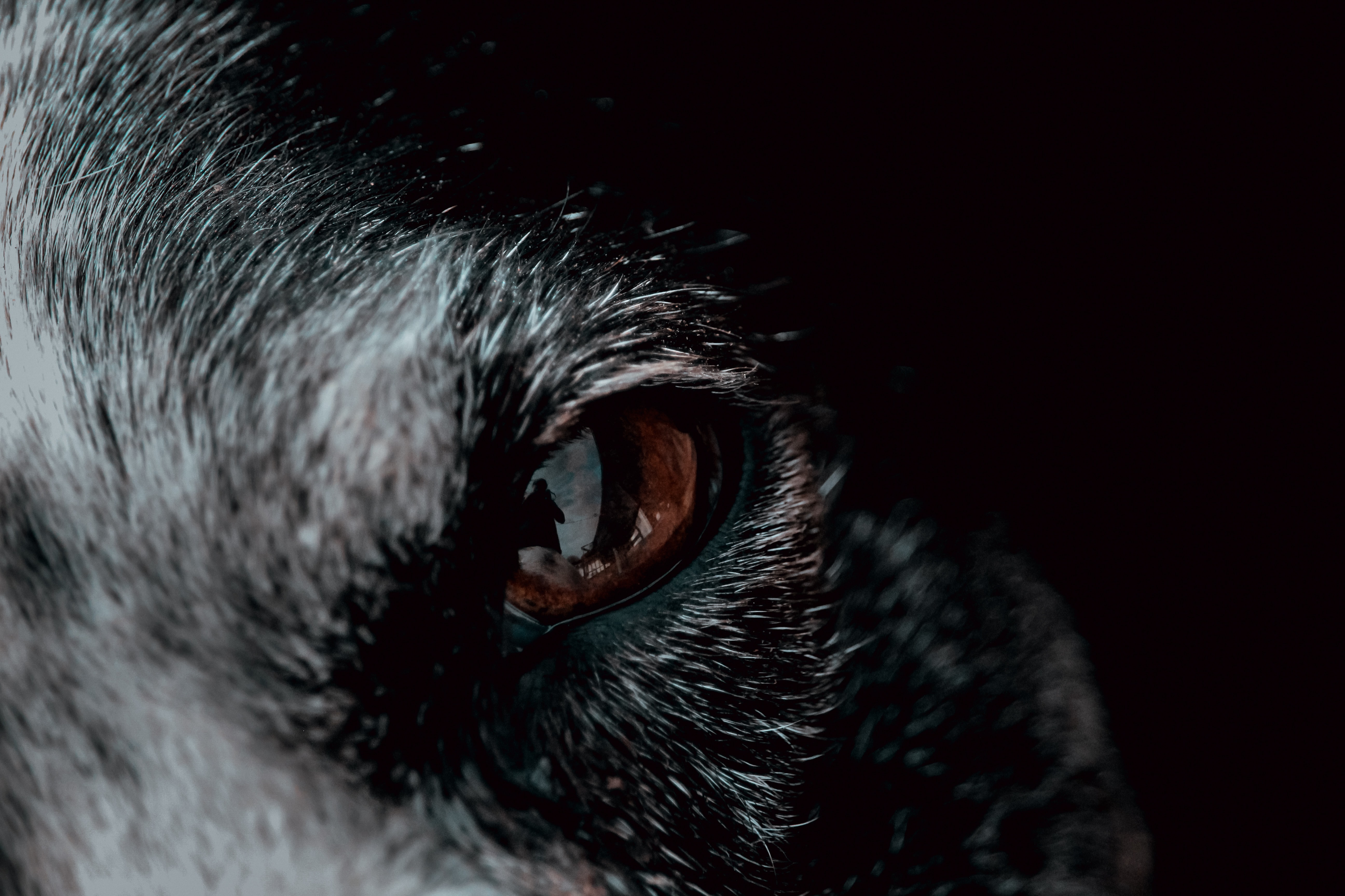 dog's eye up close