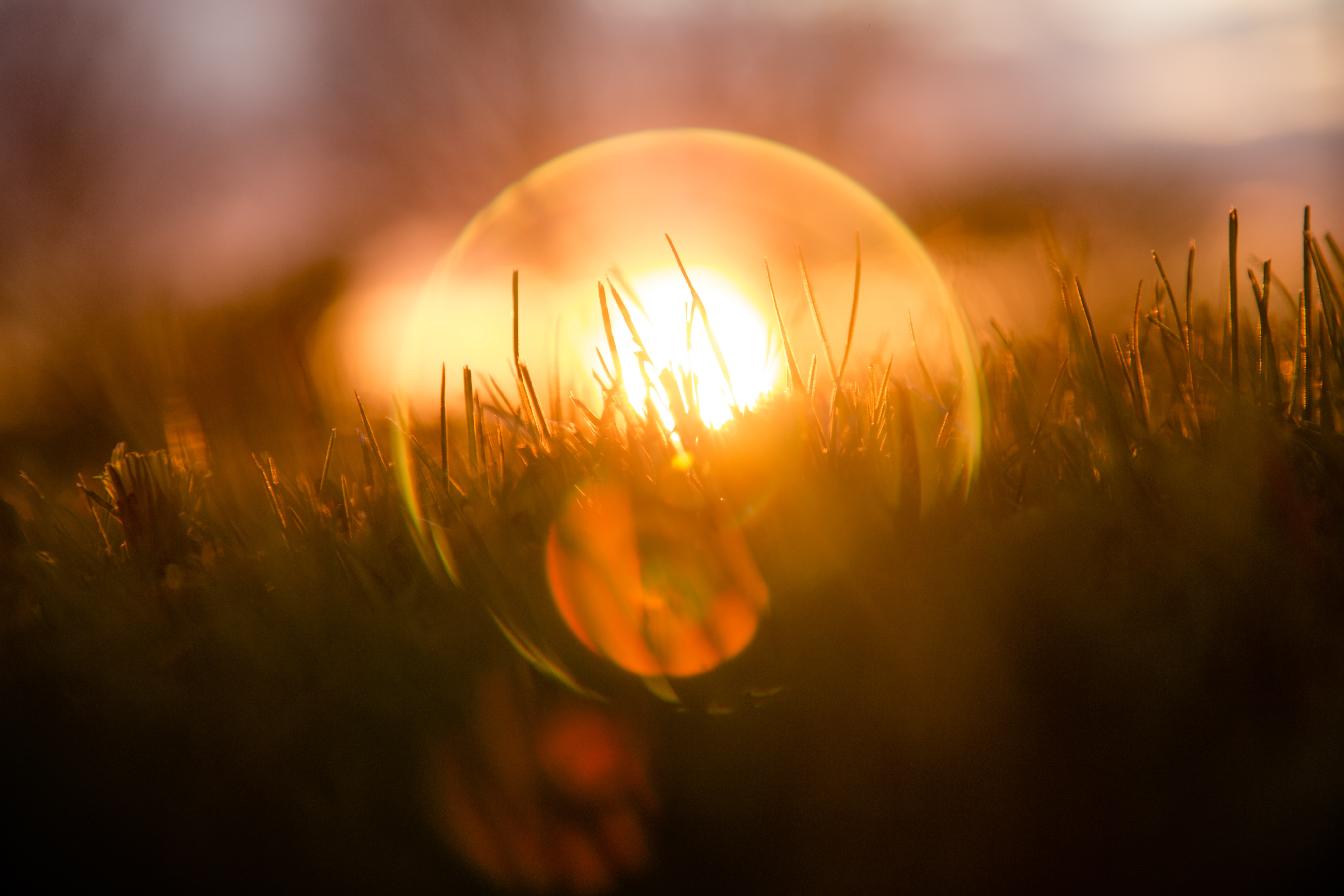 gold orb of light on grass