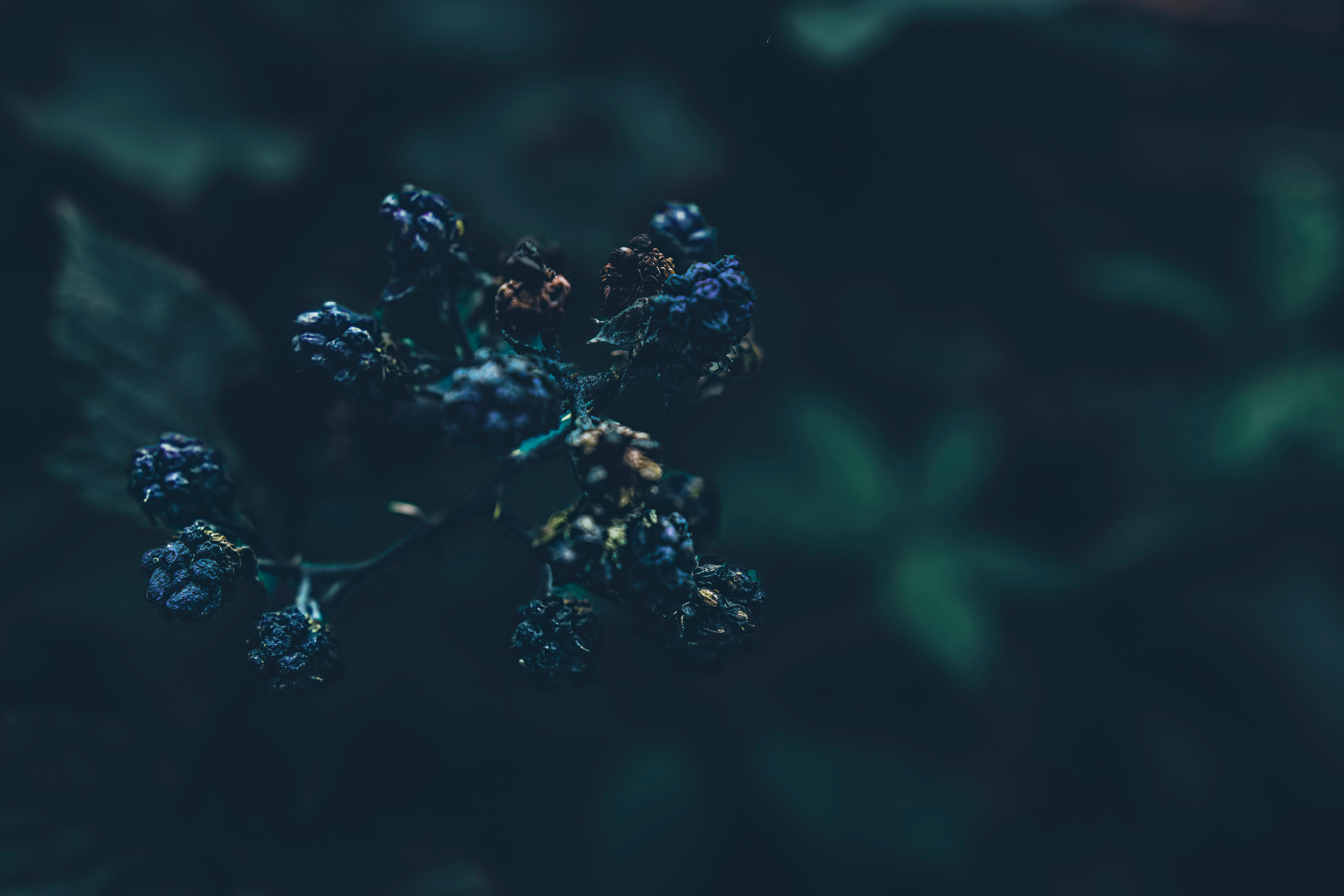 withered blackberries against a dark green background