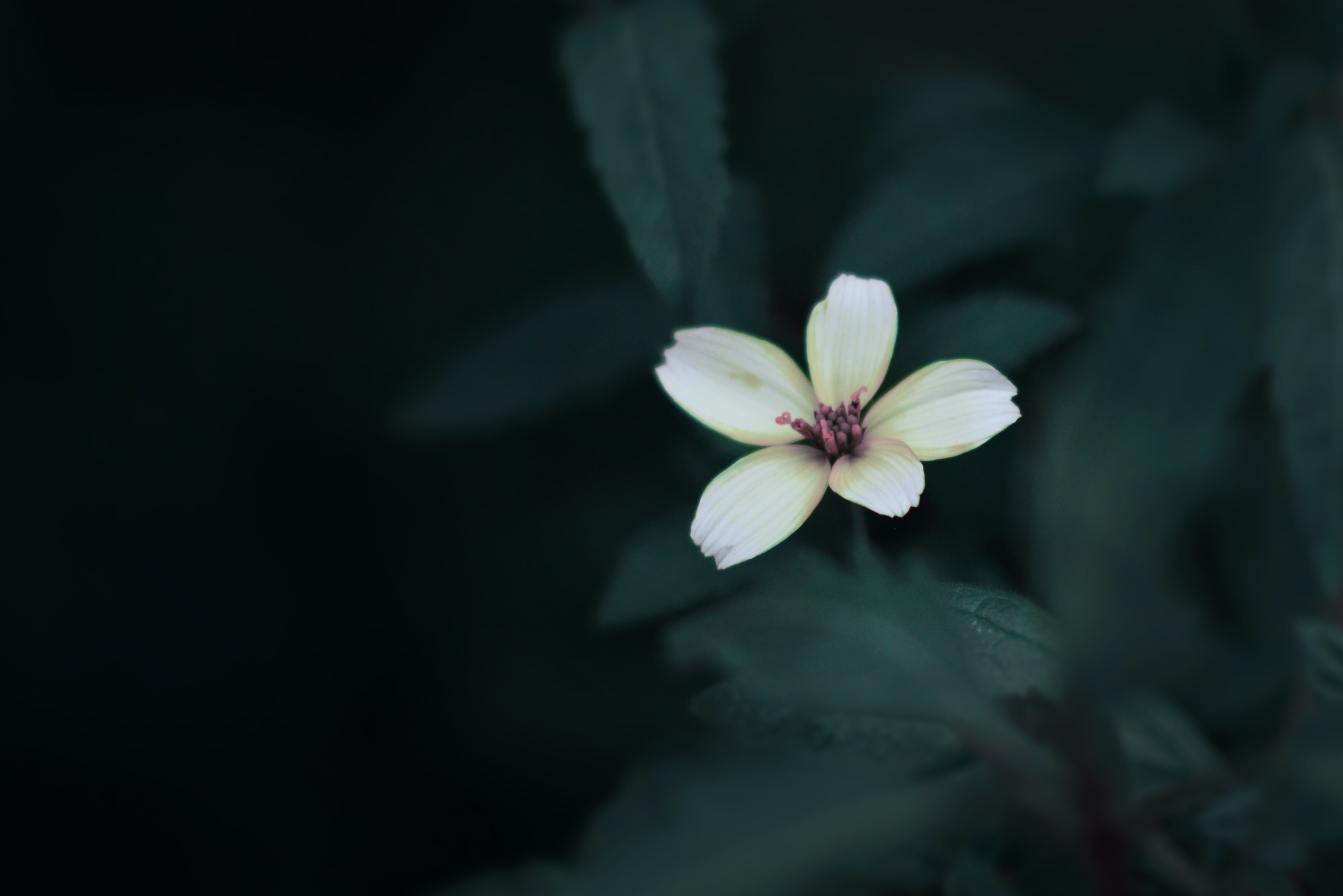 single white flower on dark foliage background