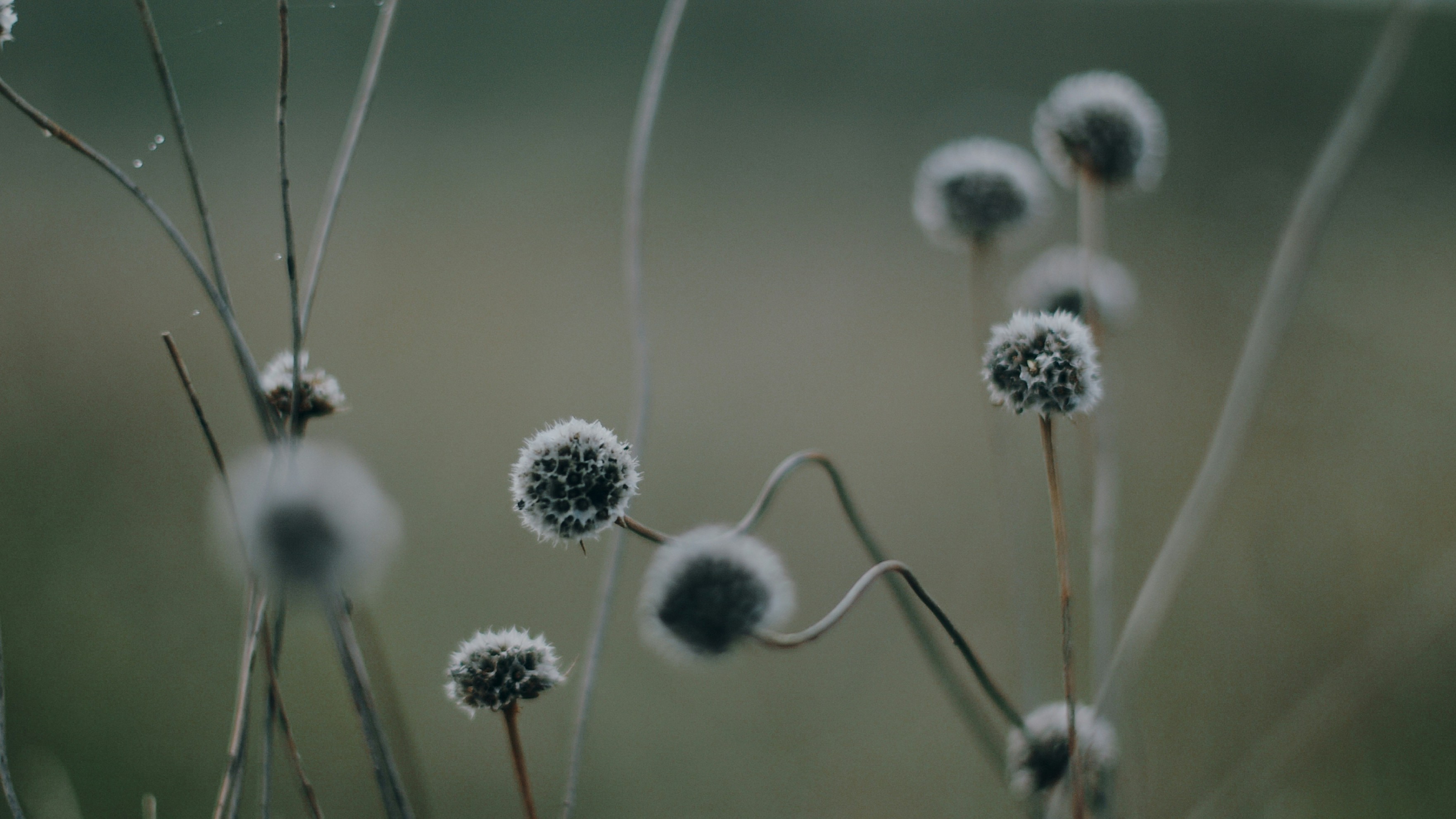 dark meadow flowers