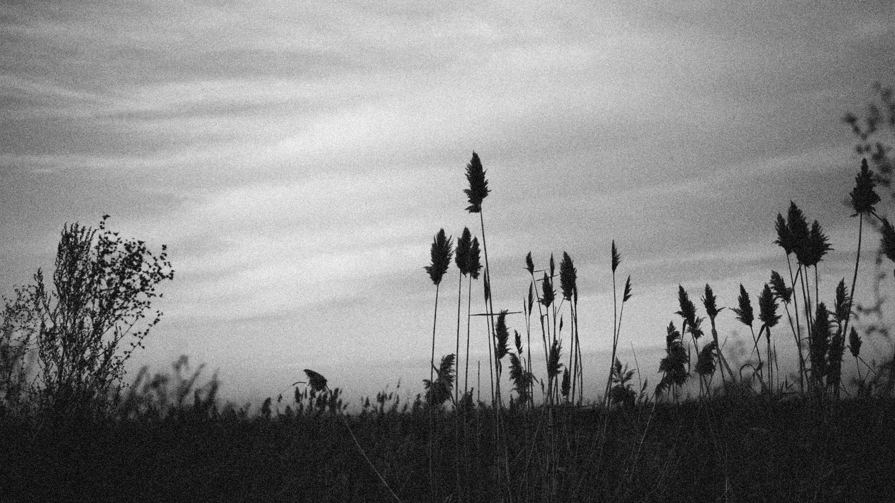 b&w meadow flowers against sky