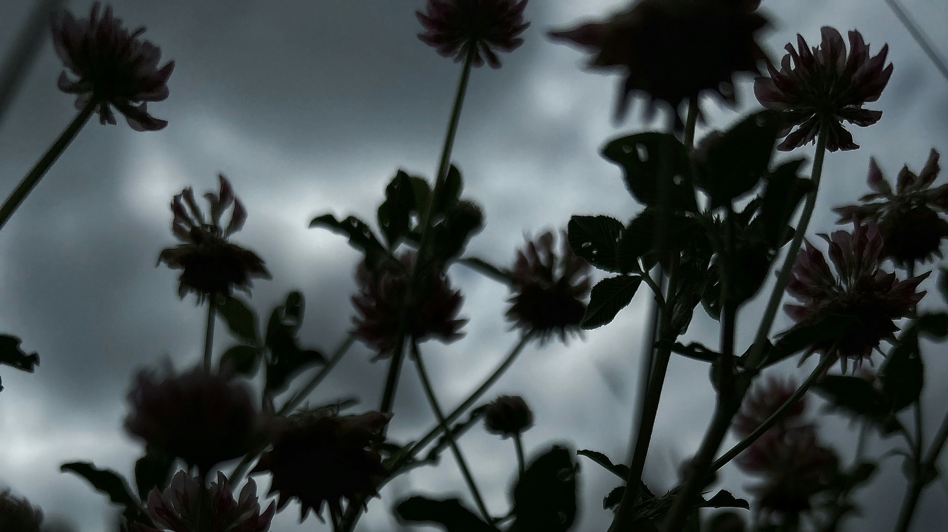 dark flowers against stormy sky