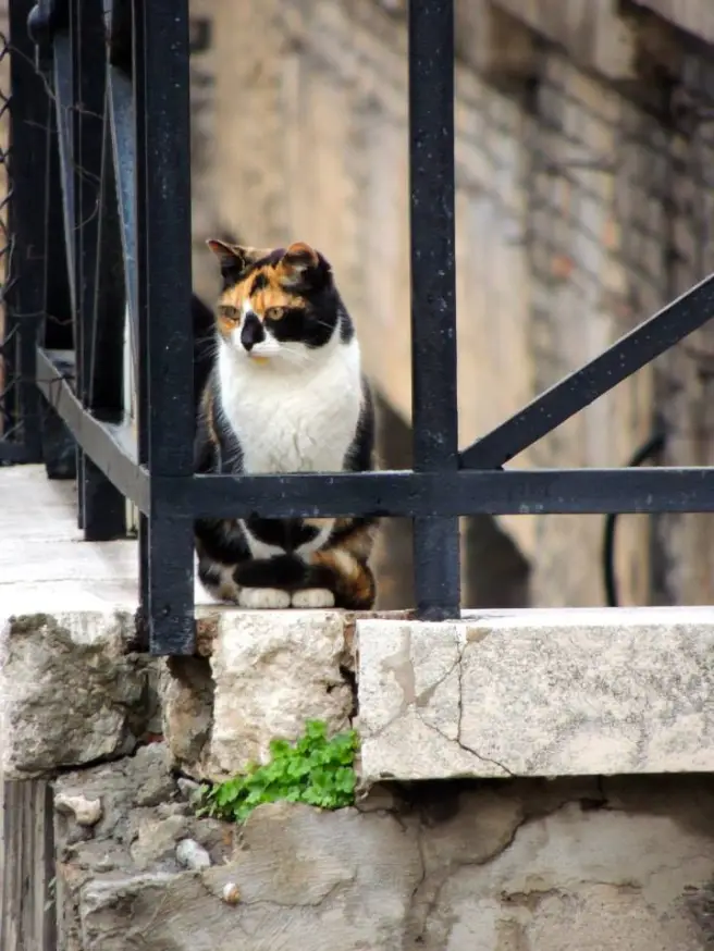 Largo di Torre Argentina Cat Sanctuary (Rome, Italy)