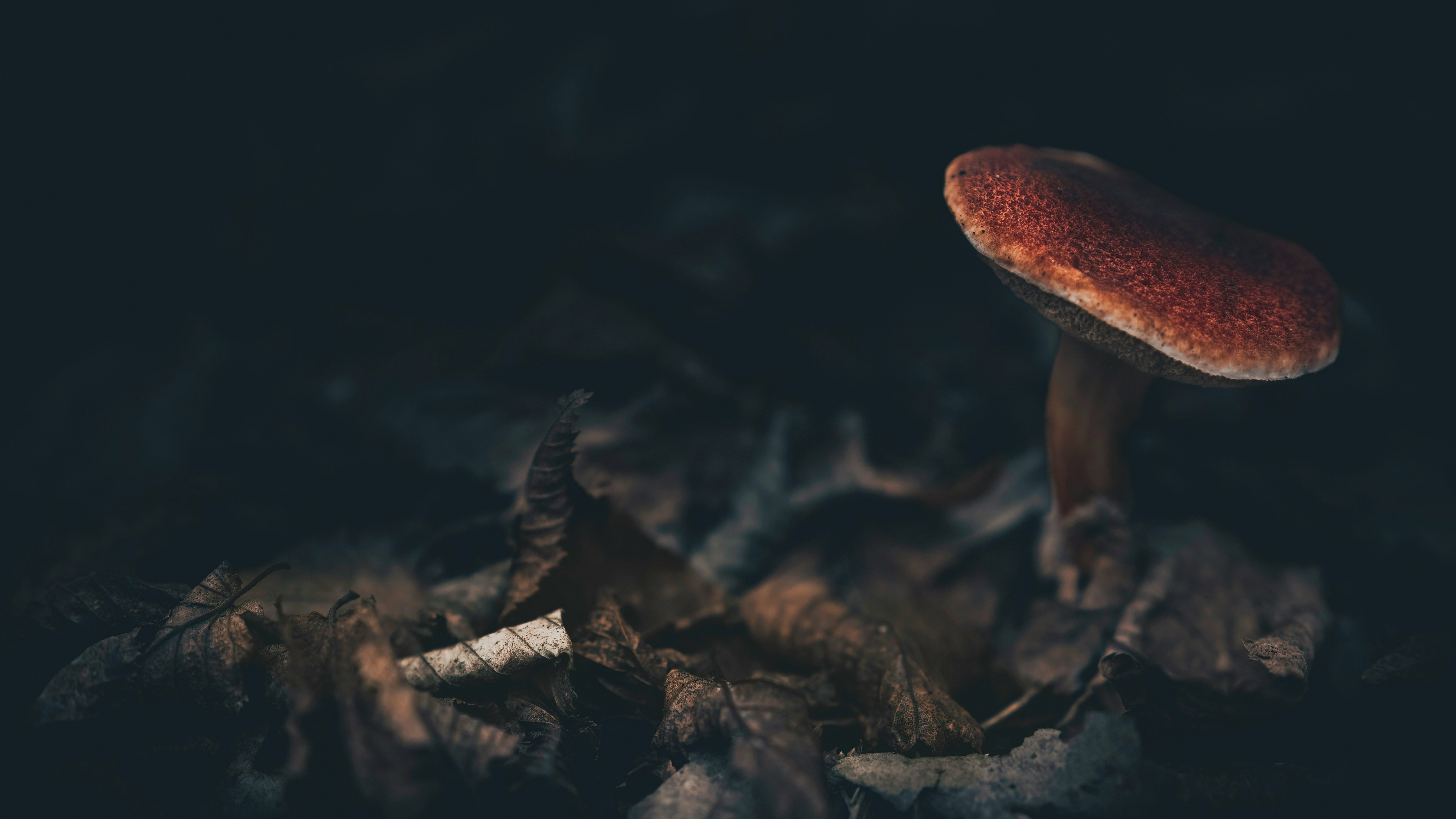 dark leaves on forest floor with a mushroom rising