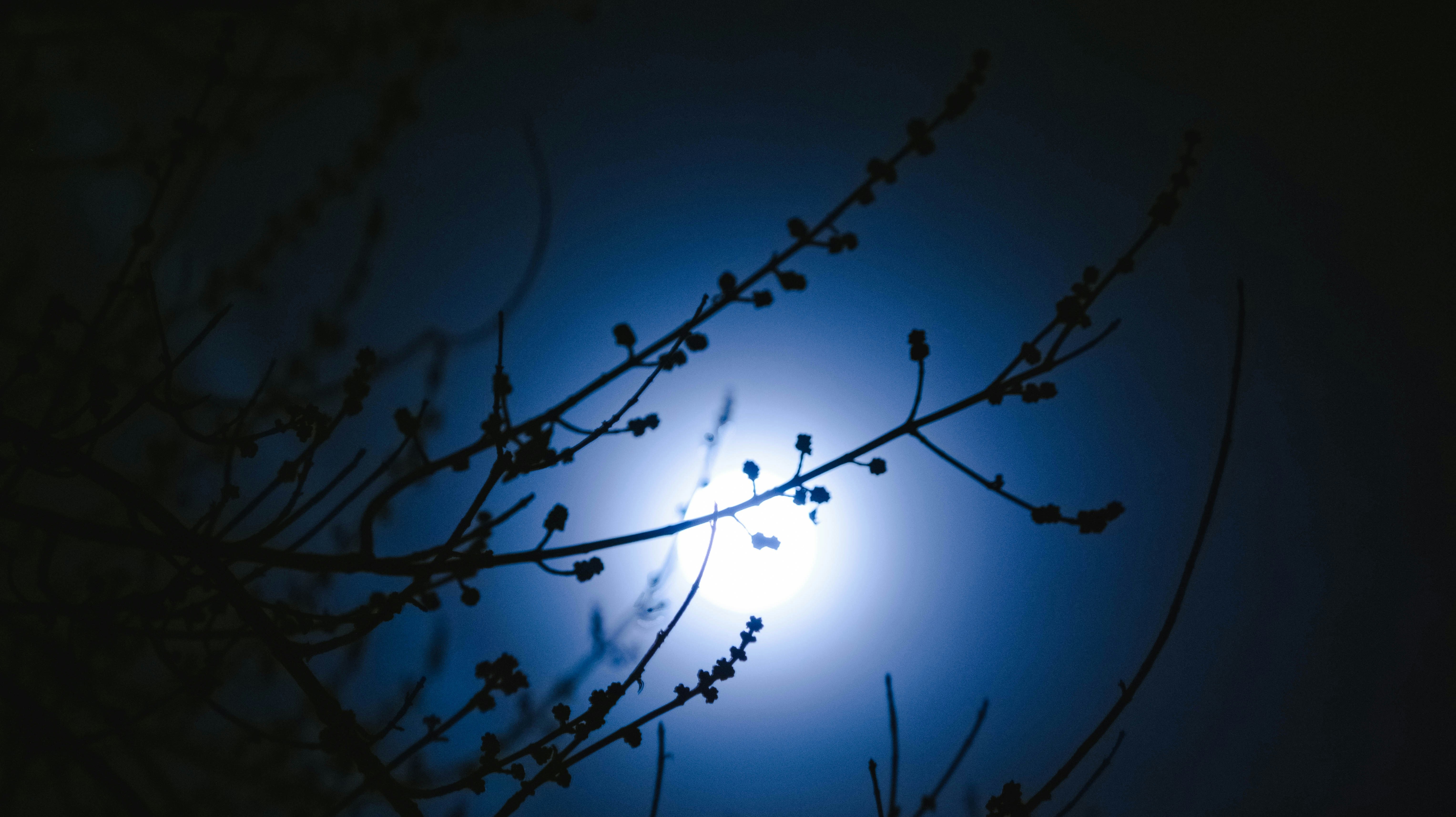 moon behind dark forest buds