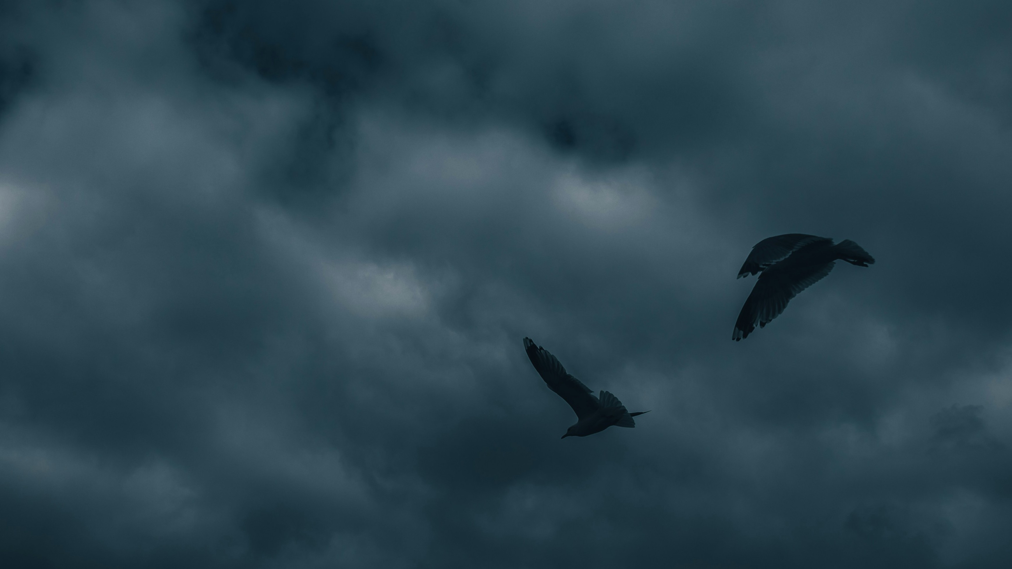 birds flying against dark cloudy skies