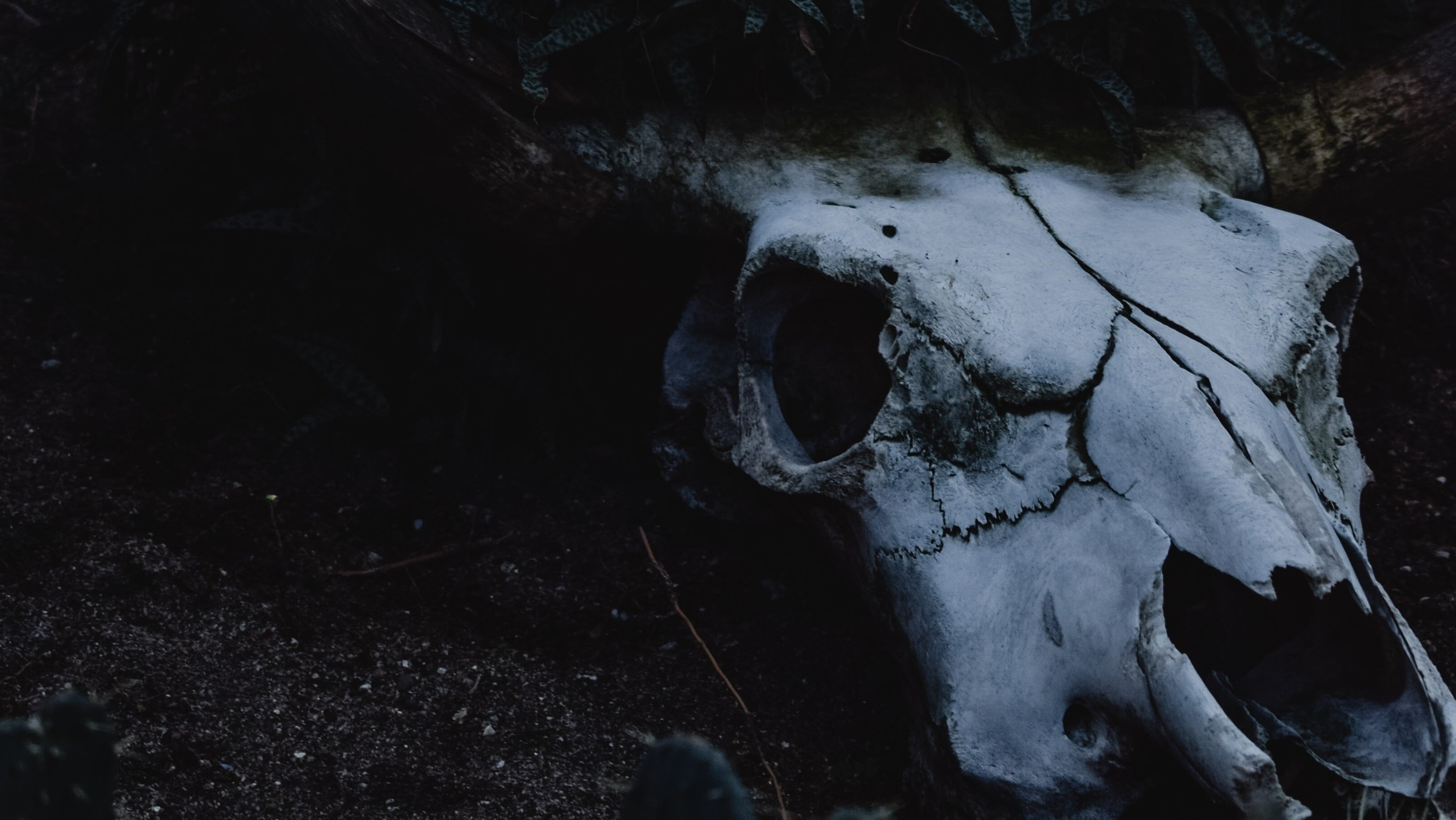 white bull skull on dark natural background