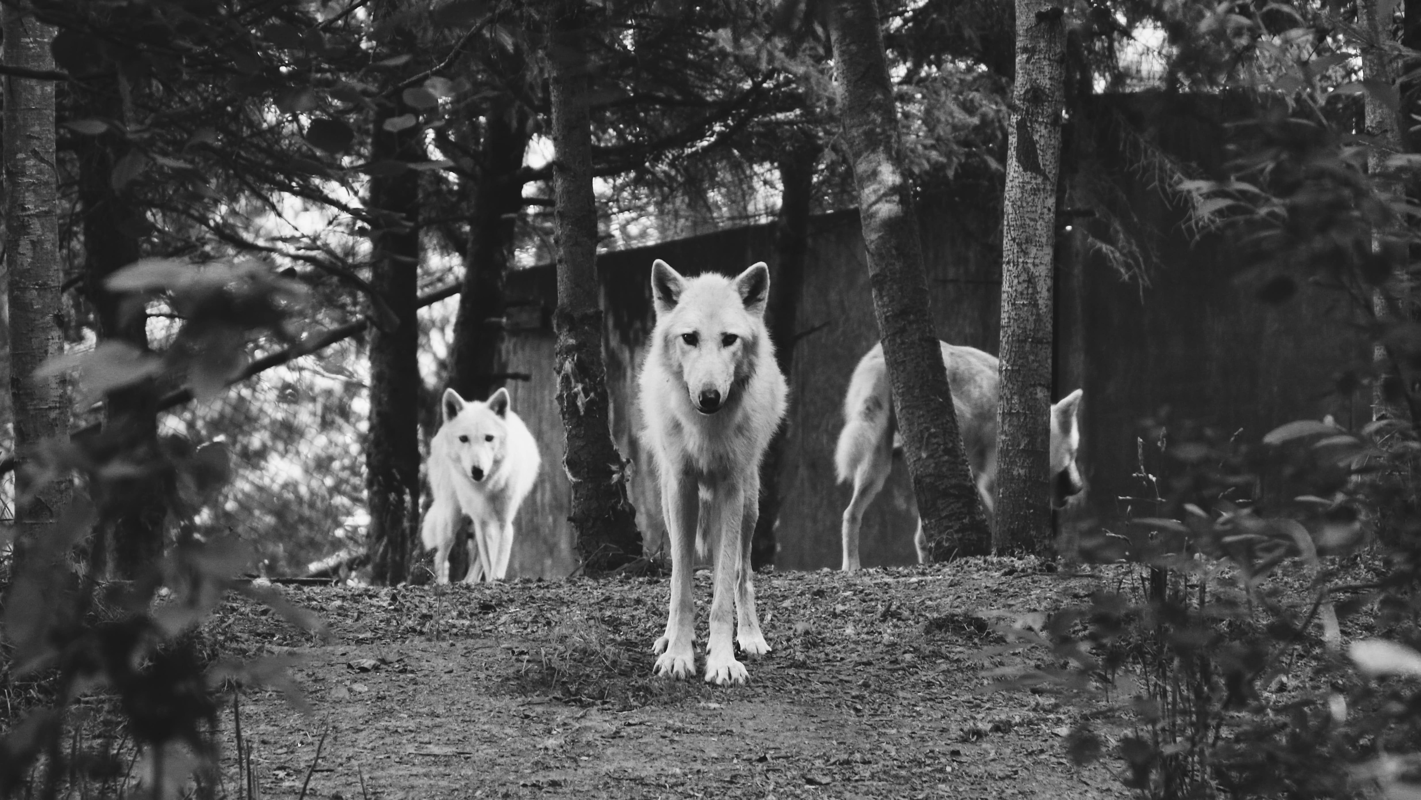 wolf pack watching from distance
