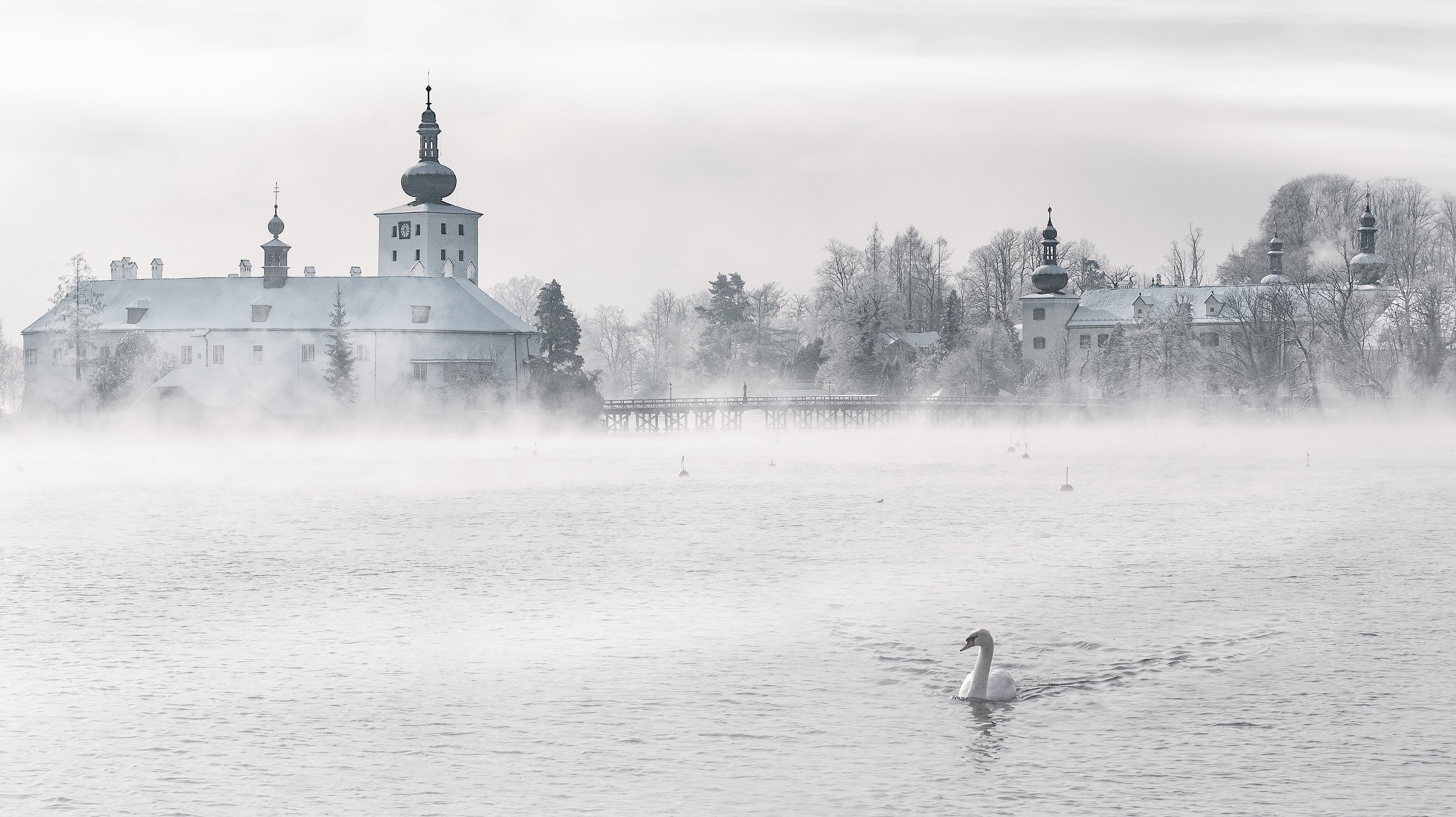 swan in fog in front of old buildings