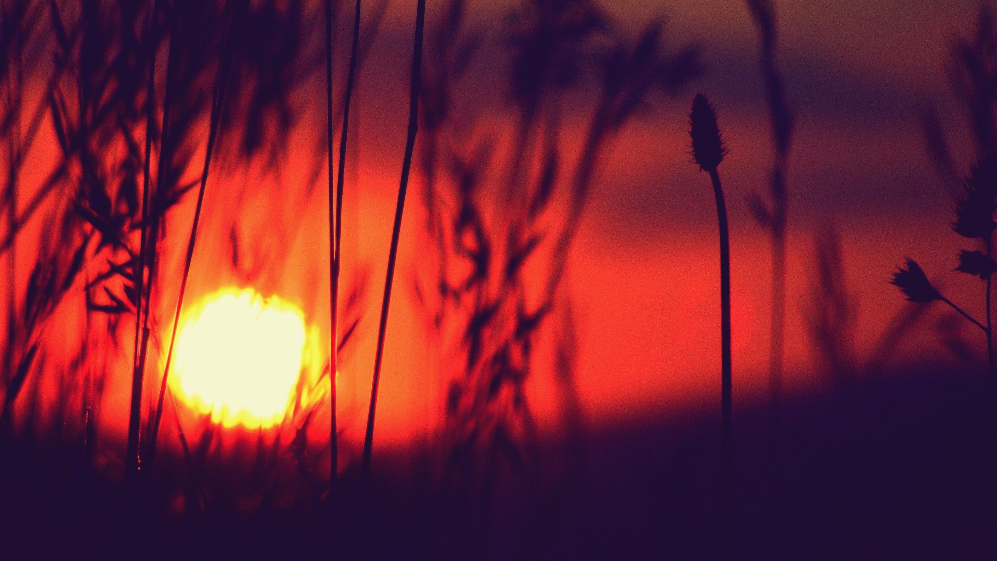 red sunset seen through grass