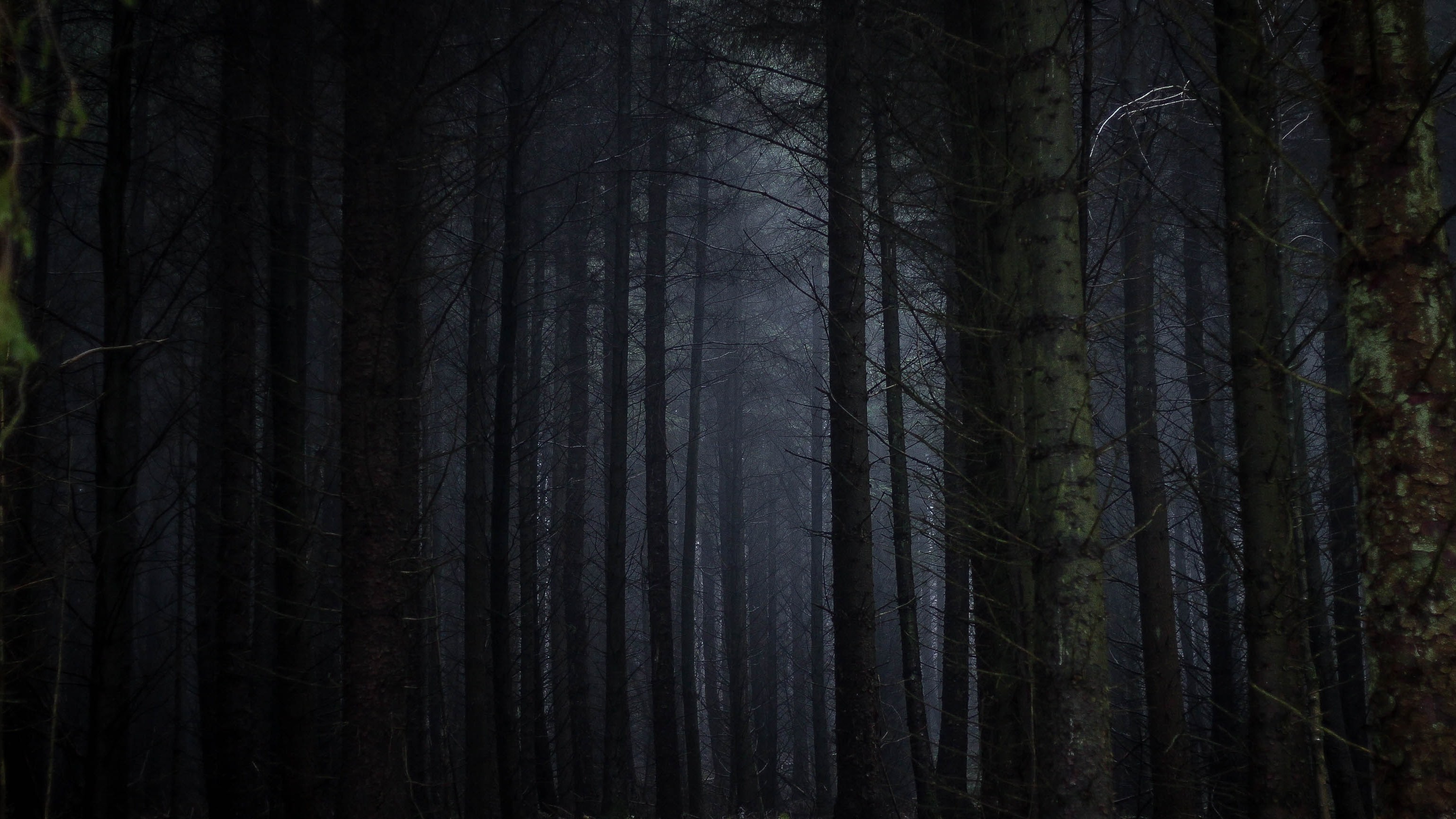 misty forest at night