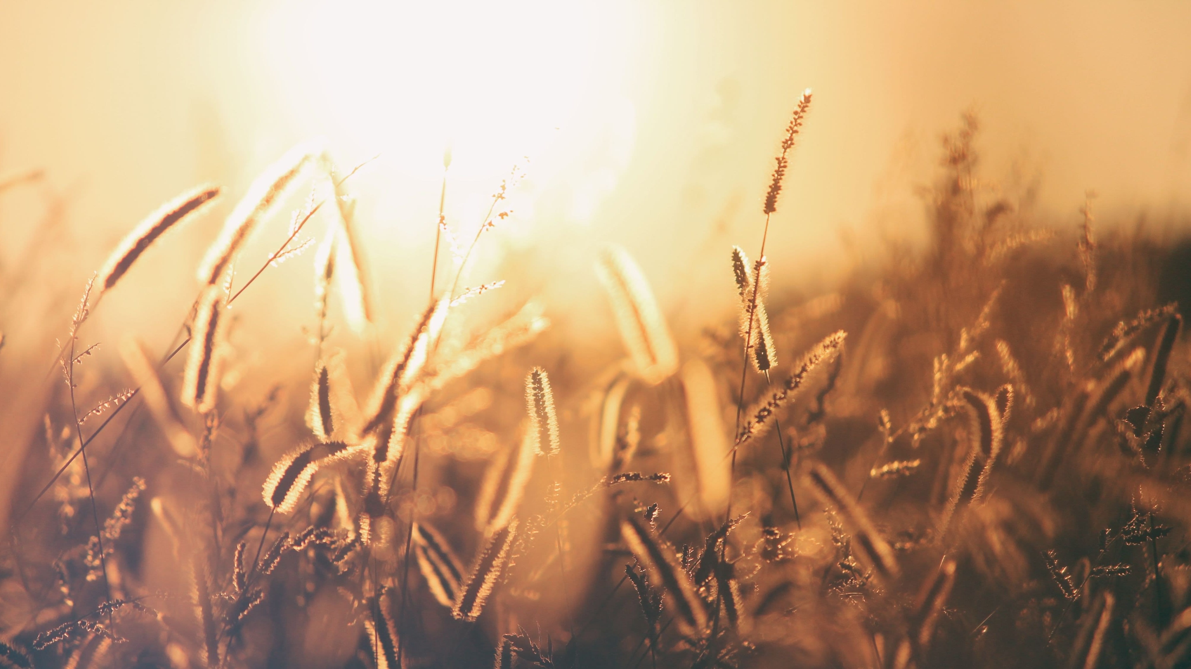 wheat field at sunset