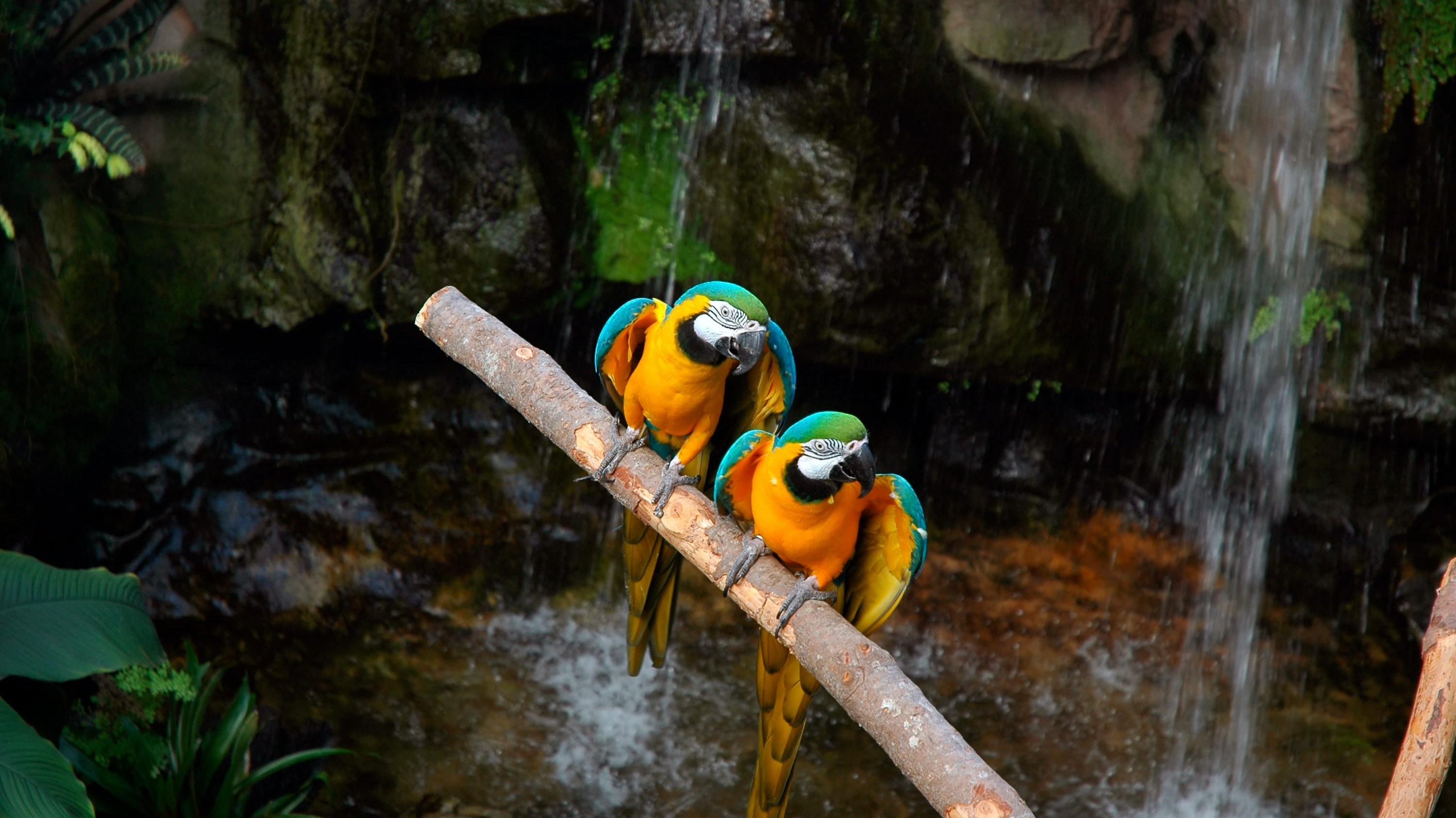 macaws sitting on a branch