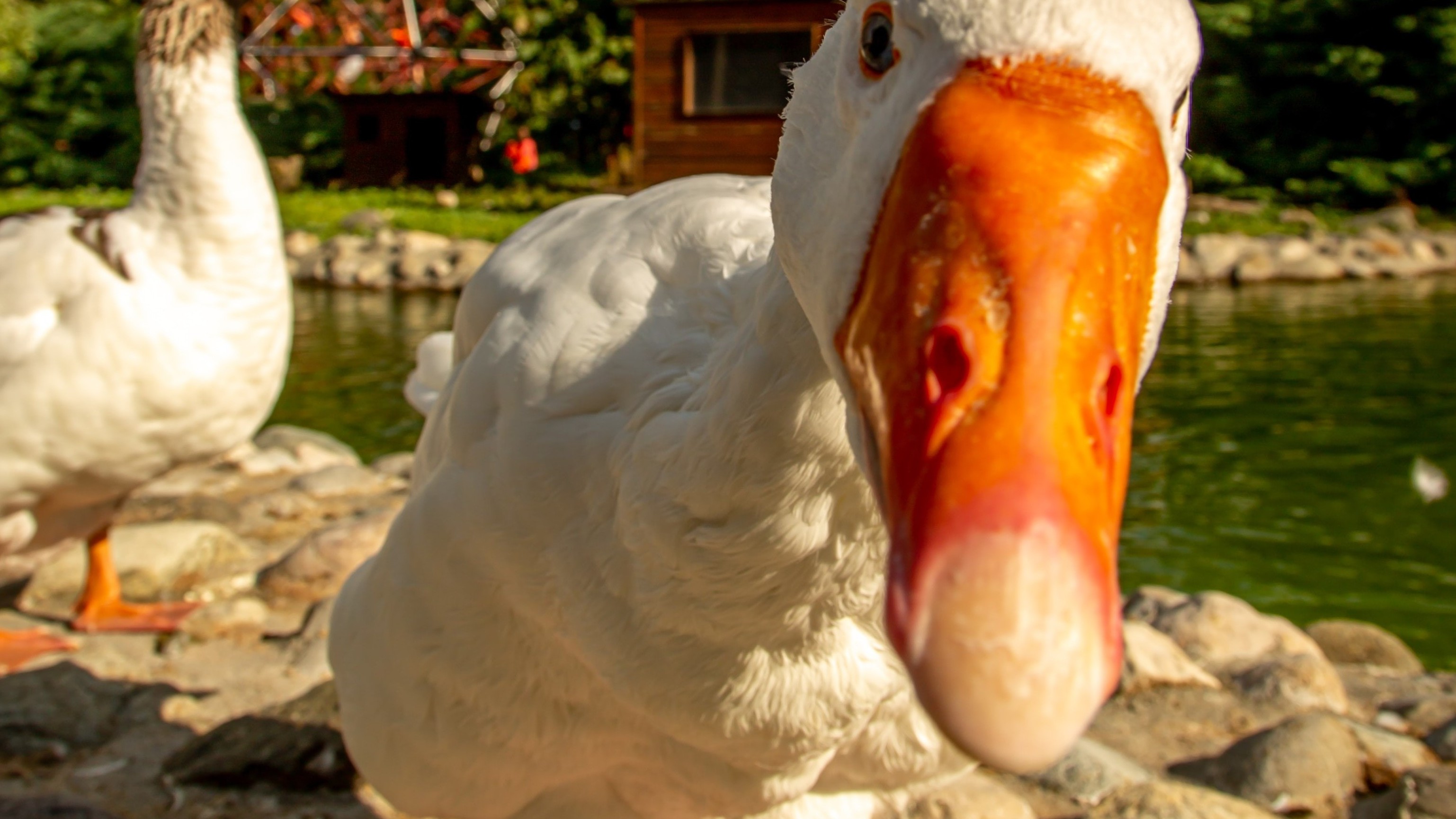 goose looking at camera