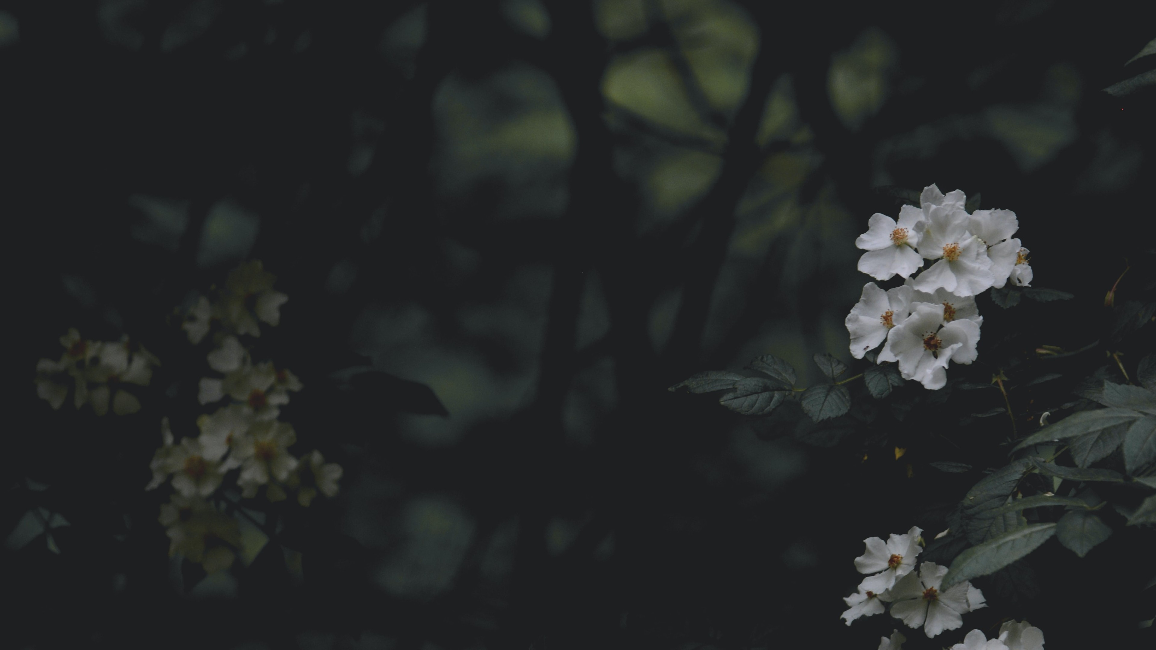 dark branches with white flowers