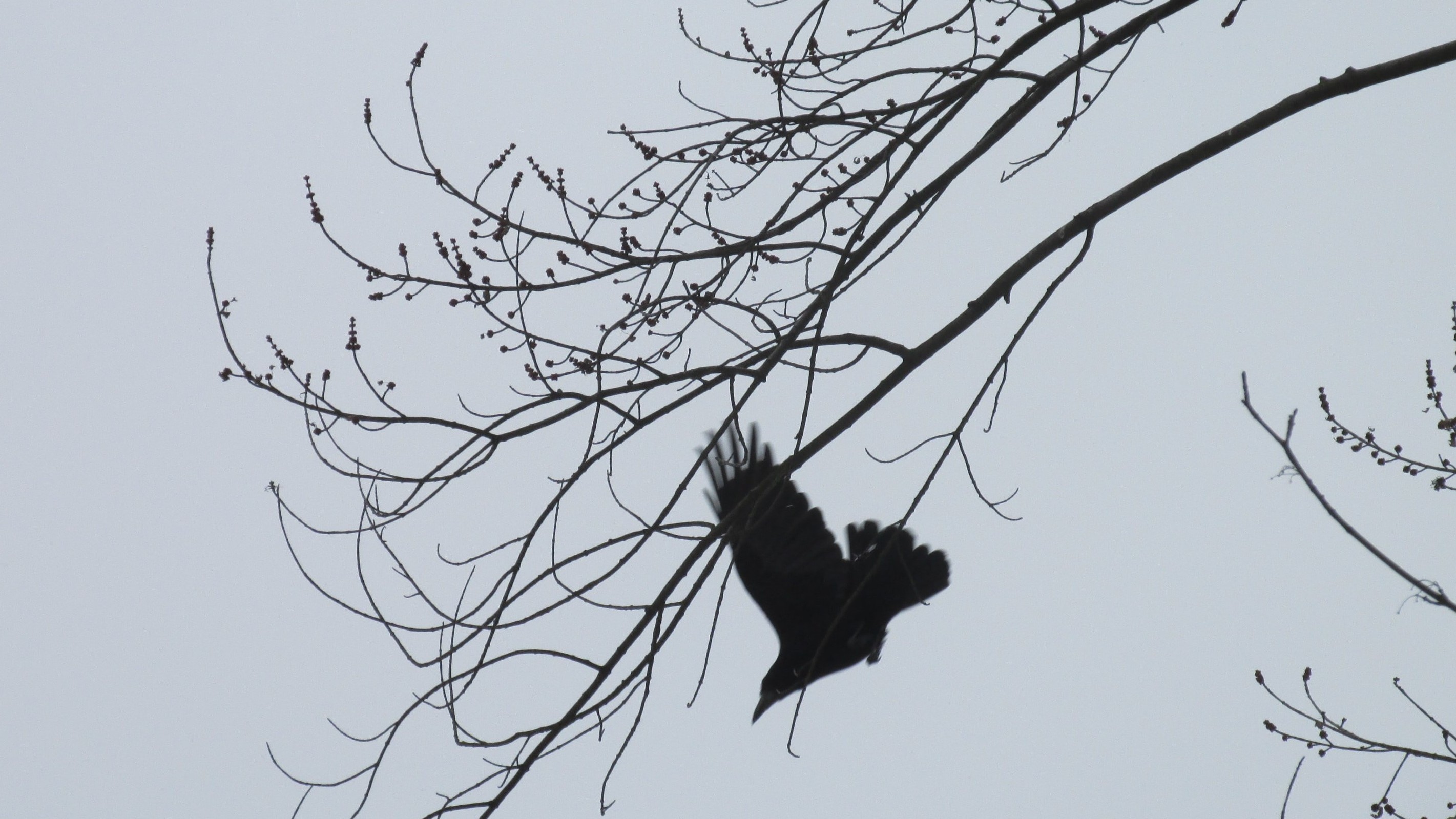 raven taking flight from tree