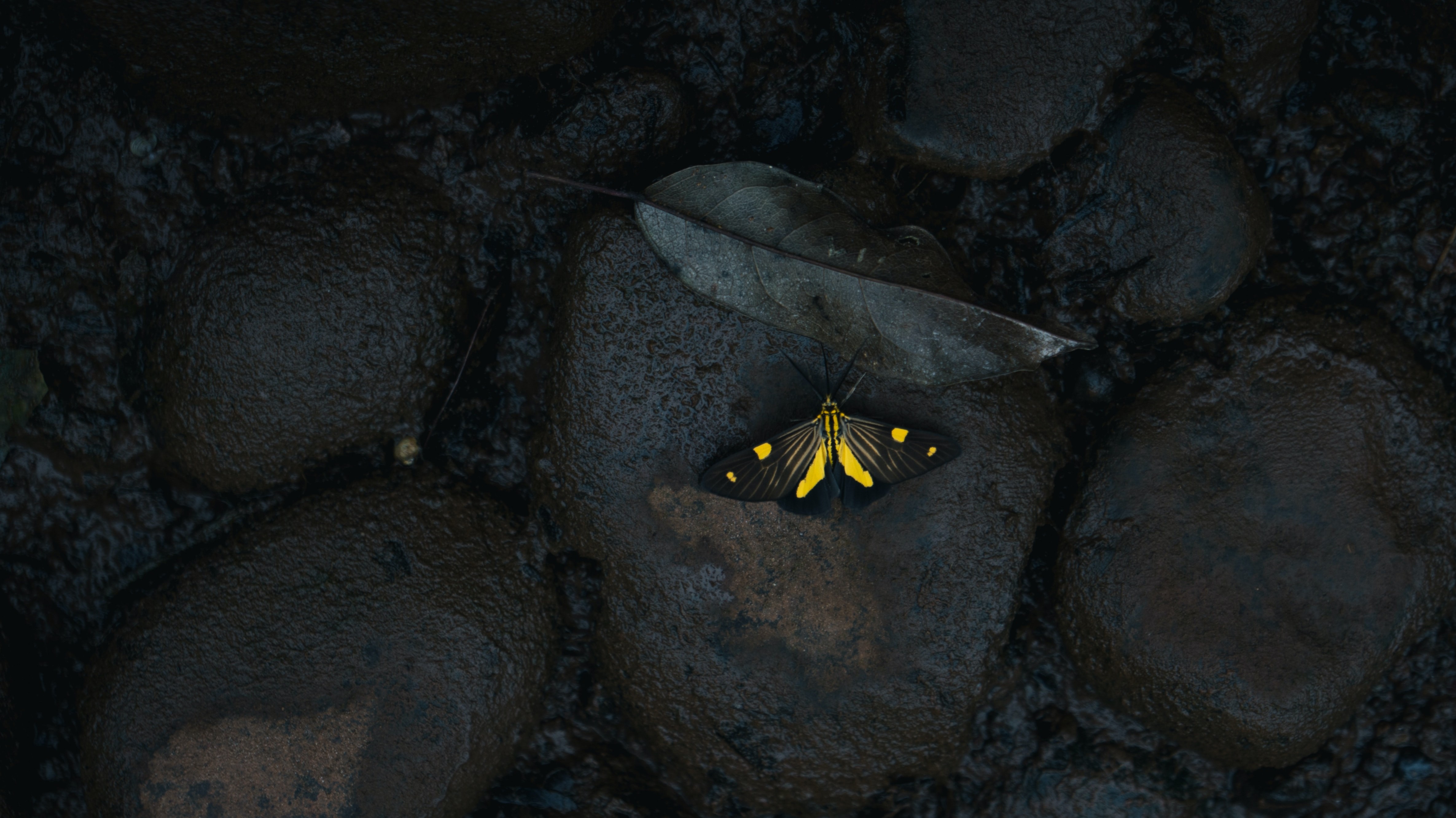 butterfly on dark rocks