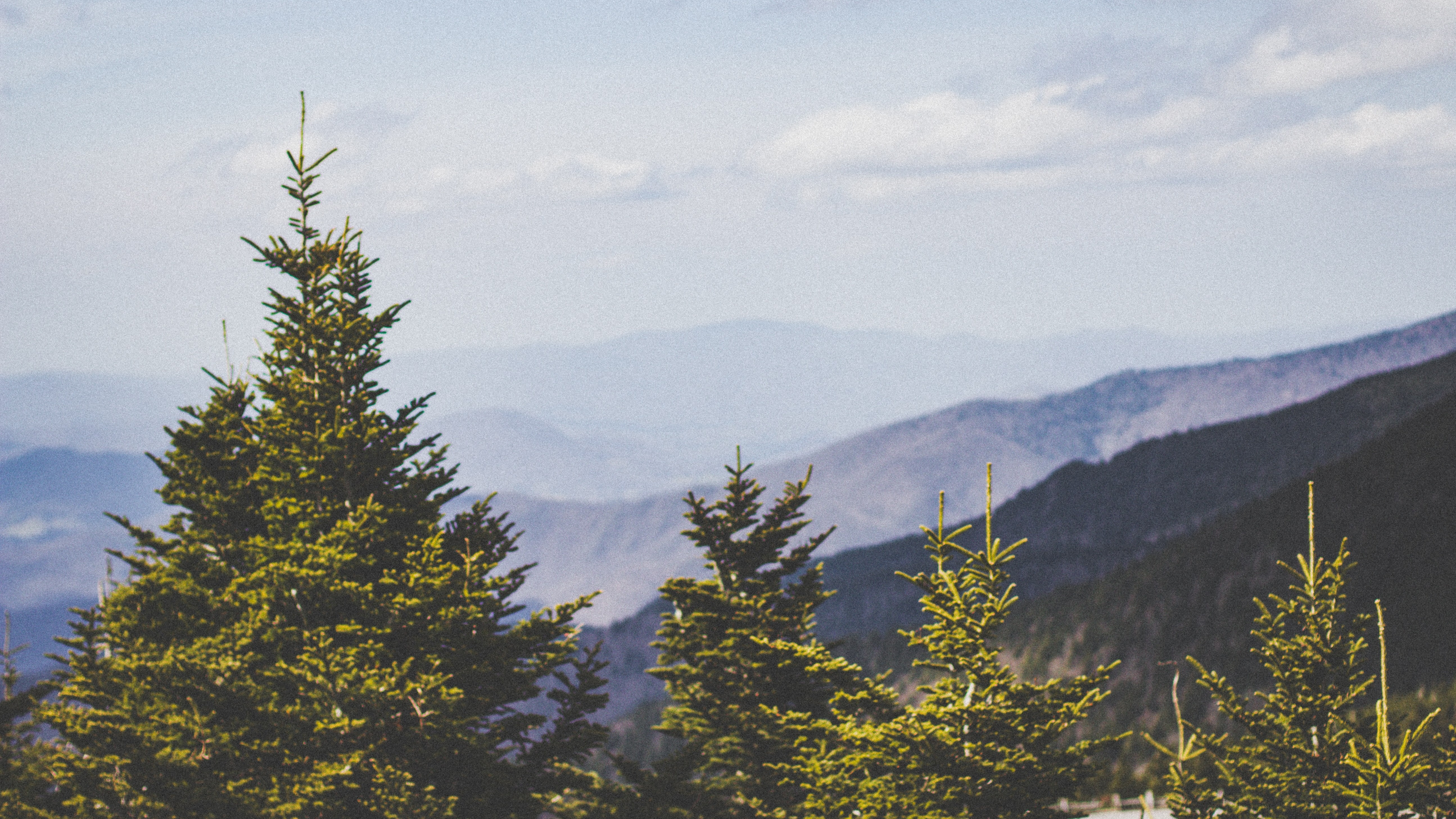 pine trees against mountain background