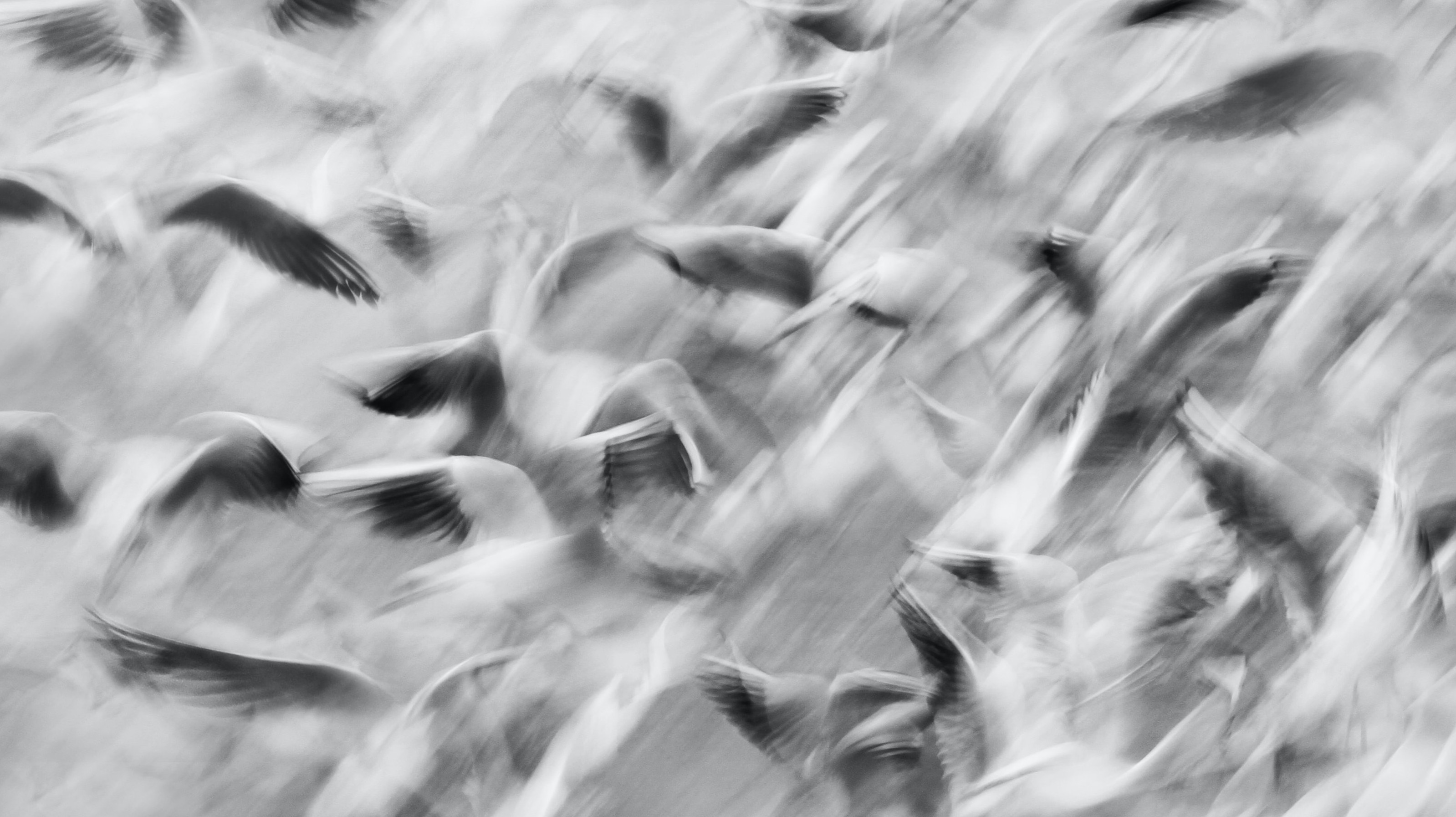 black and white birds flying